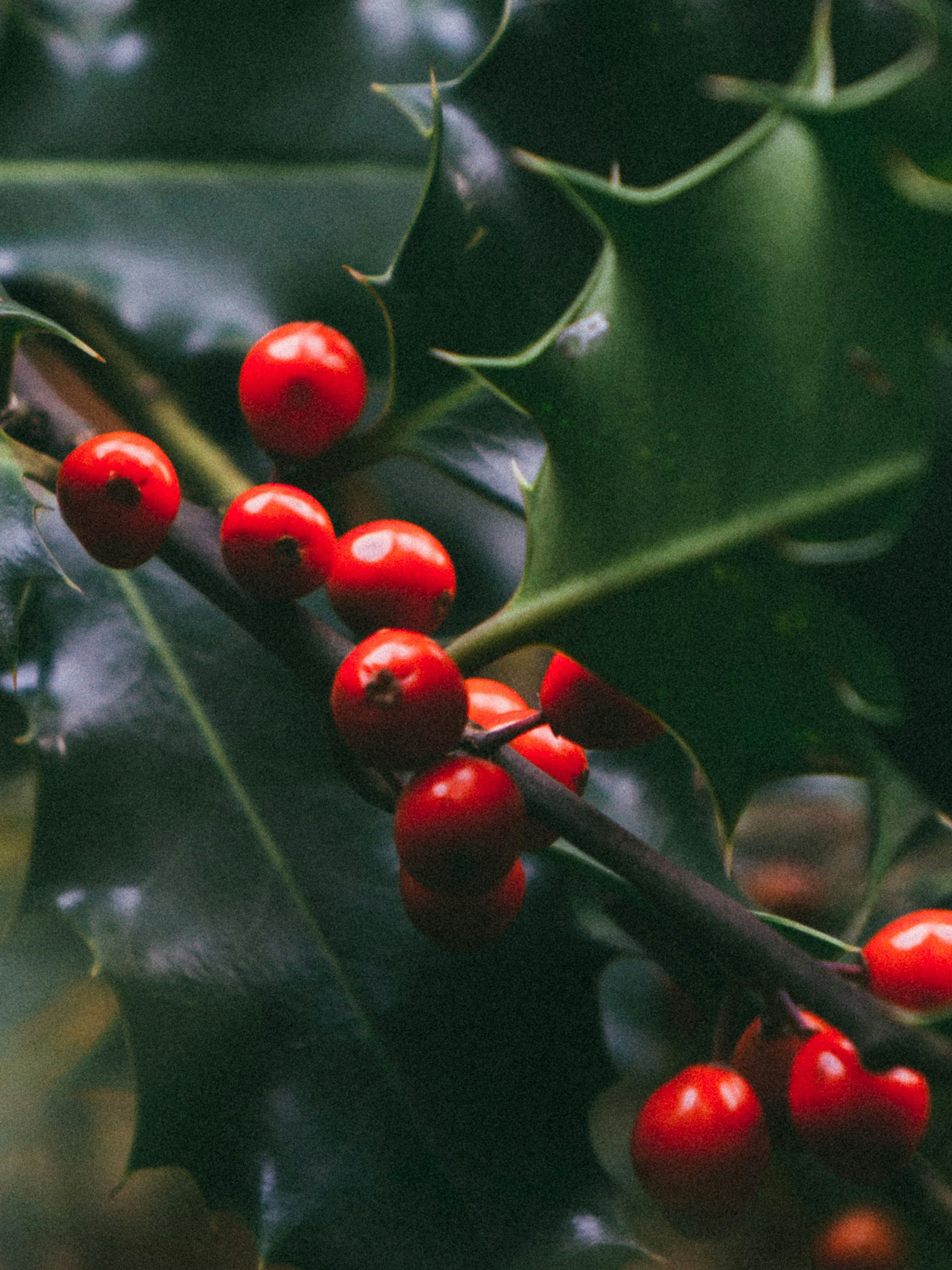 Mistletoe Kiss - Fragrance for the Whole Home