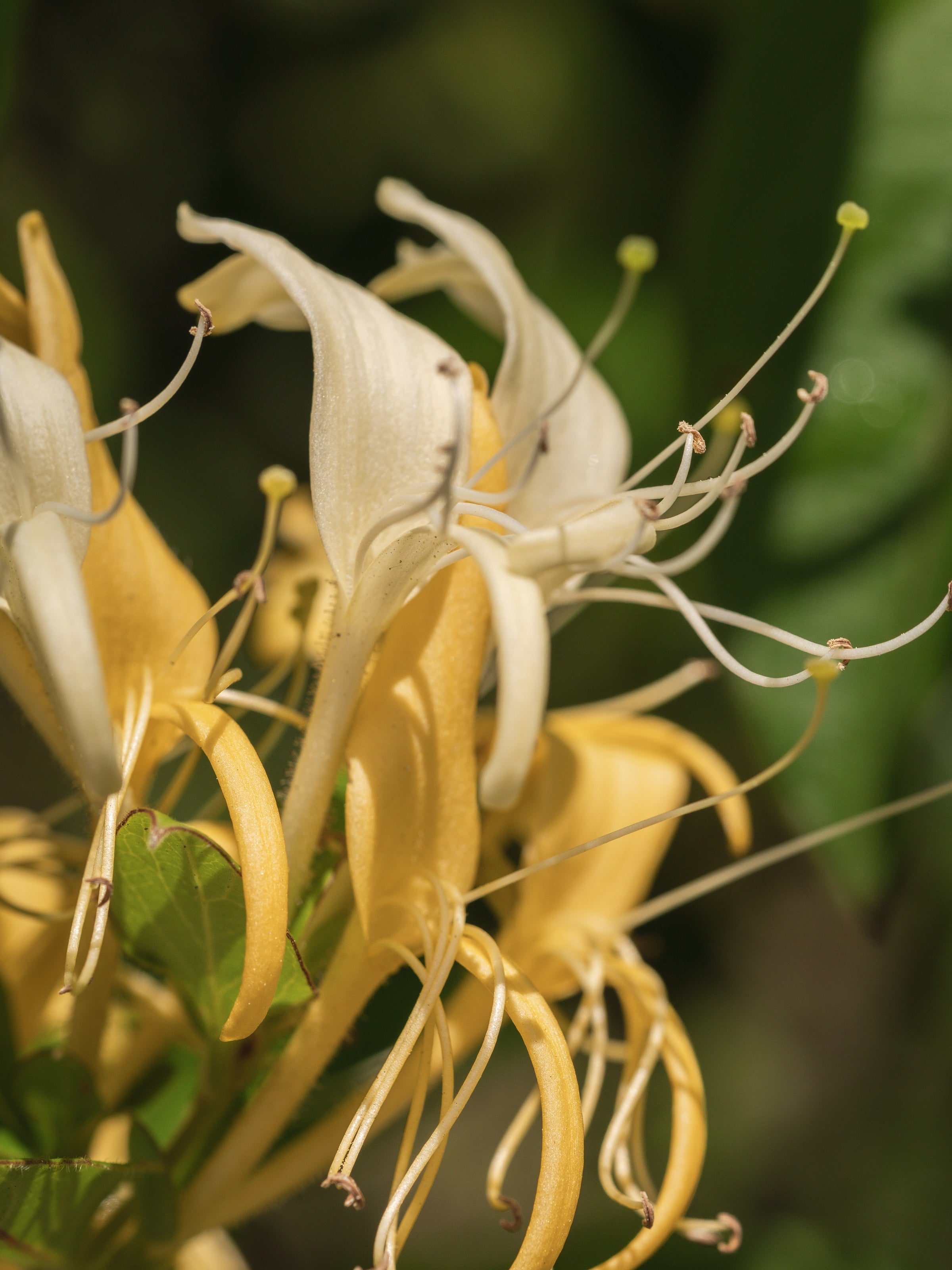 Wild Honeysuckle - Set the Mood With Scent