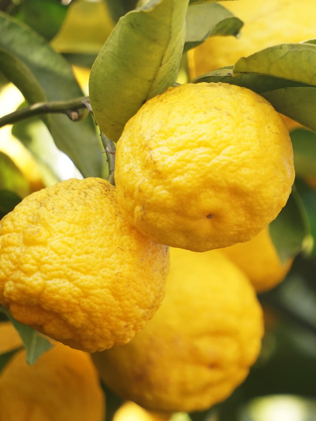 Sunlit Yuzu & Neroli - Make the Air Feel Better