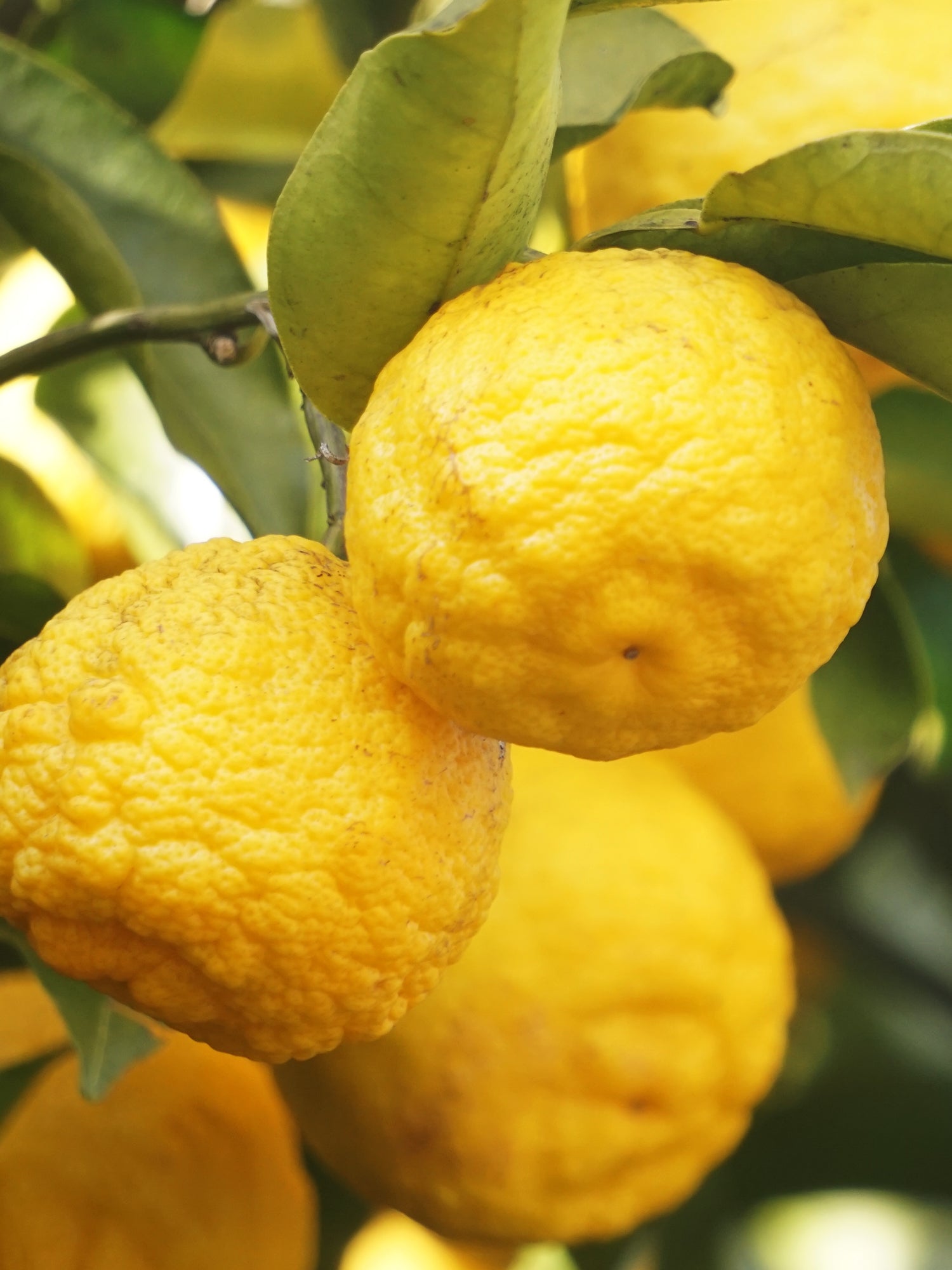 Sunlit Yuzu & Neroli - Make the Air Feel Better