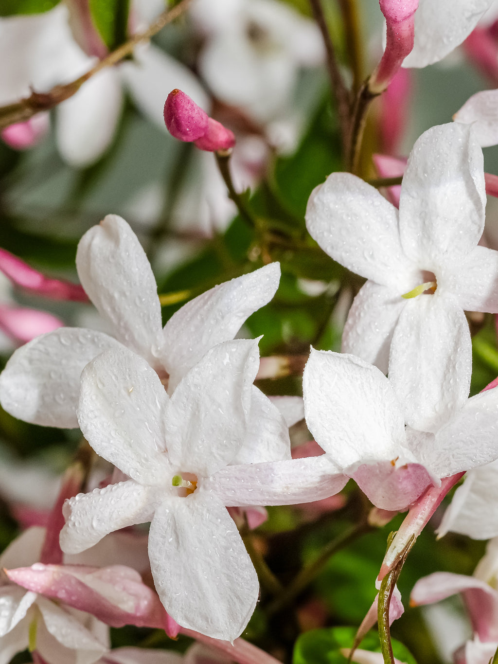 Flowering Currant - Fragrance That Feels Personal