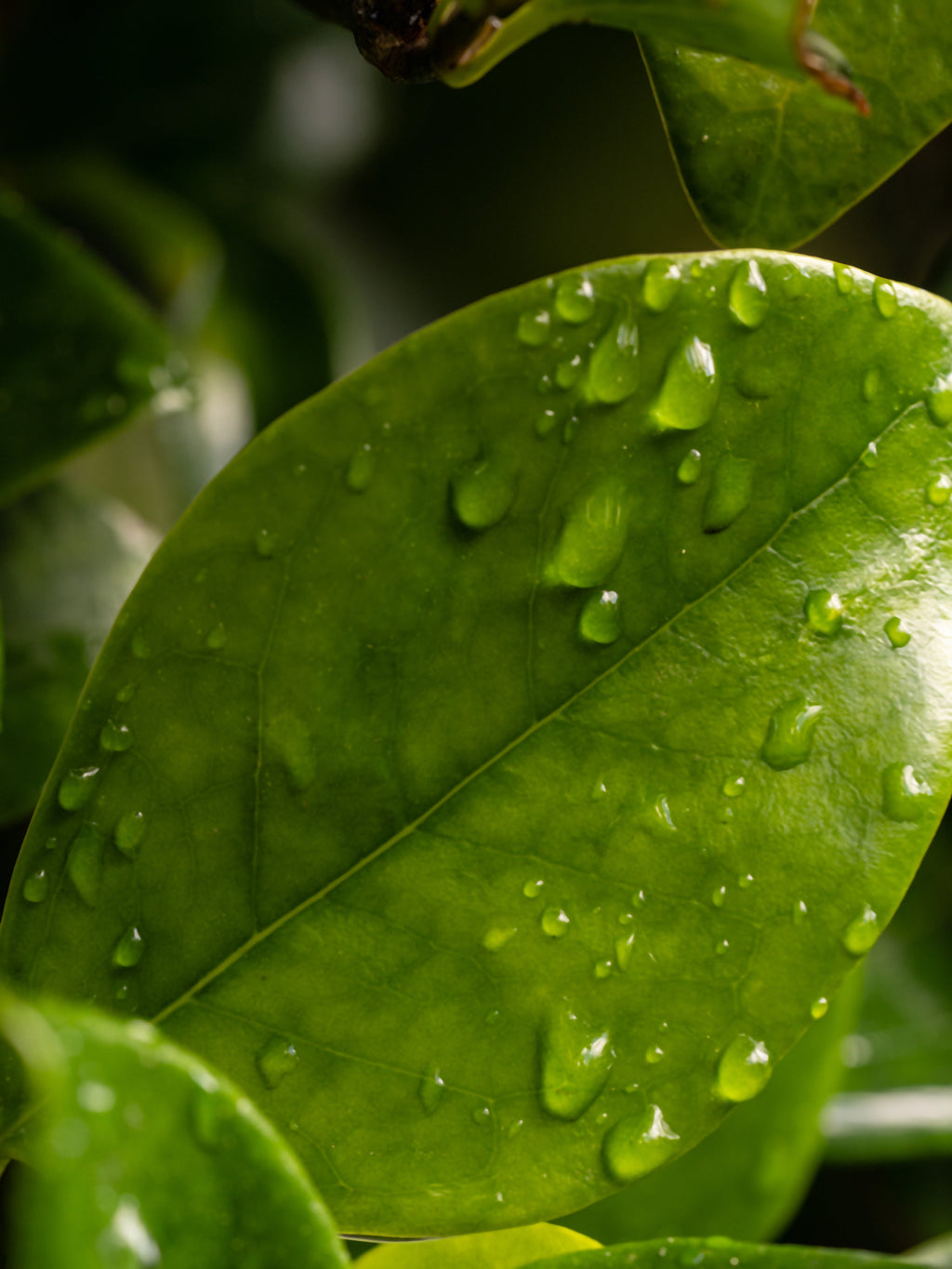 Citrus Leaves - Refresh Your Car and Home