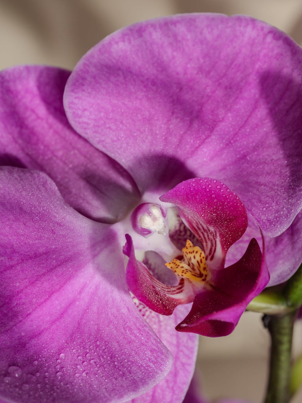 Aloha Orchid - Make Every Room Feel Clean