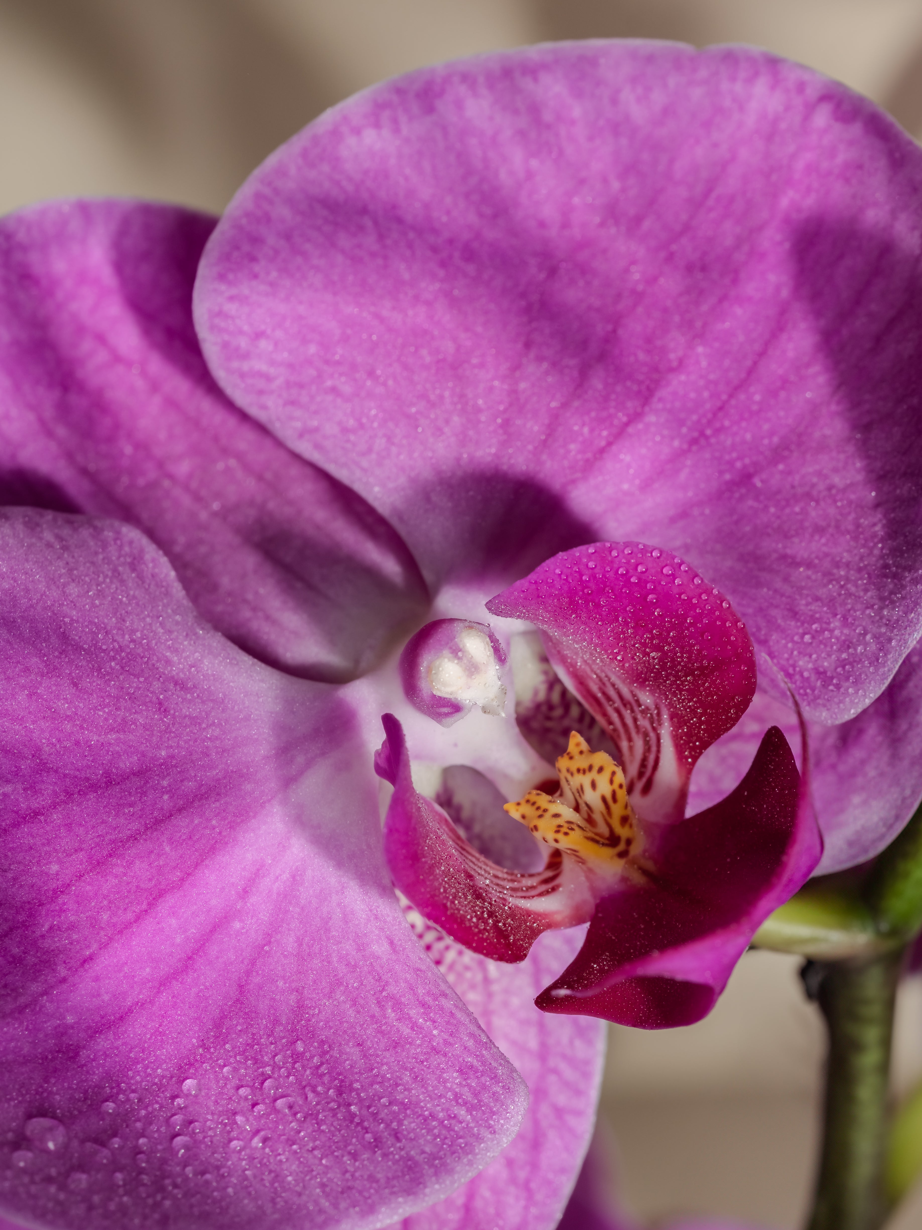 Aloha Orchid - Make Every Room Feel Clean