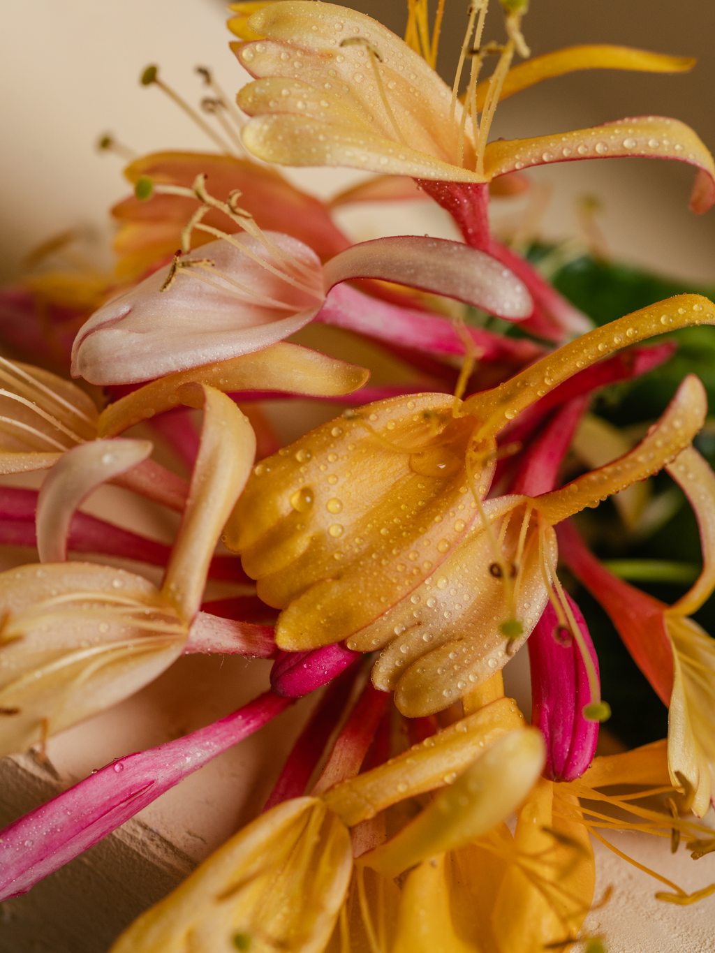 Honeysuckle - Better Scents Better Spaces