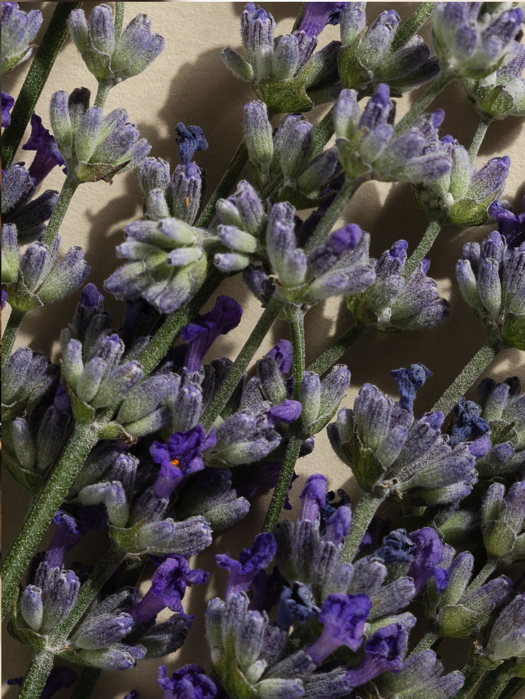 Lavender Balsam - Keep Your Home Feeling Fresh
