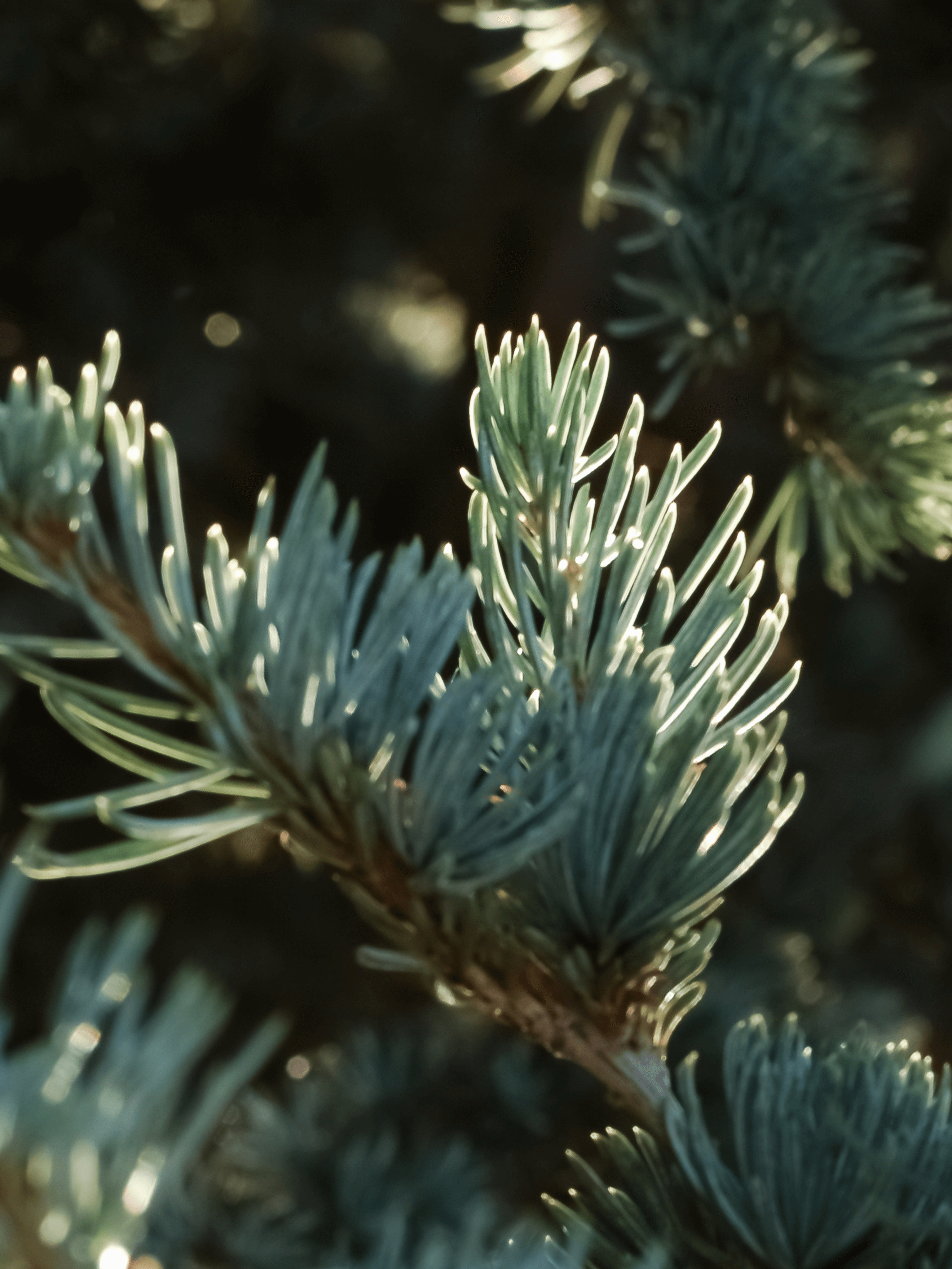 Spruce in Mist - Your Fresh Home Routine