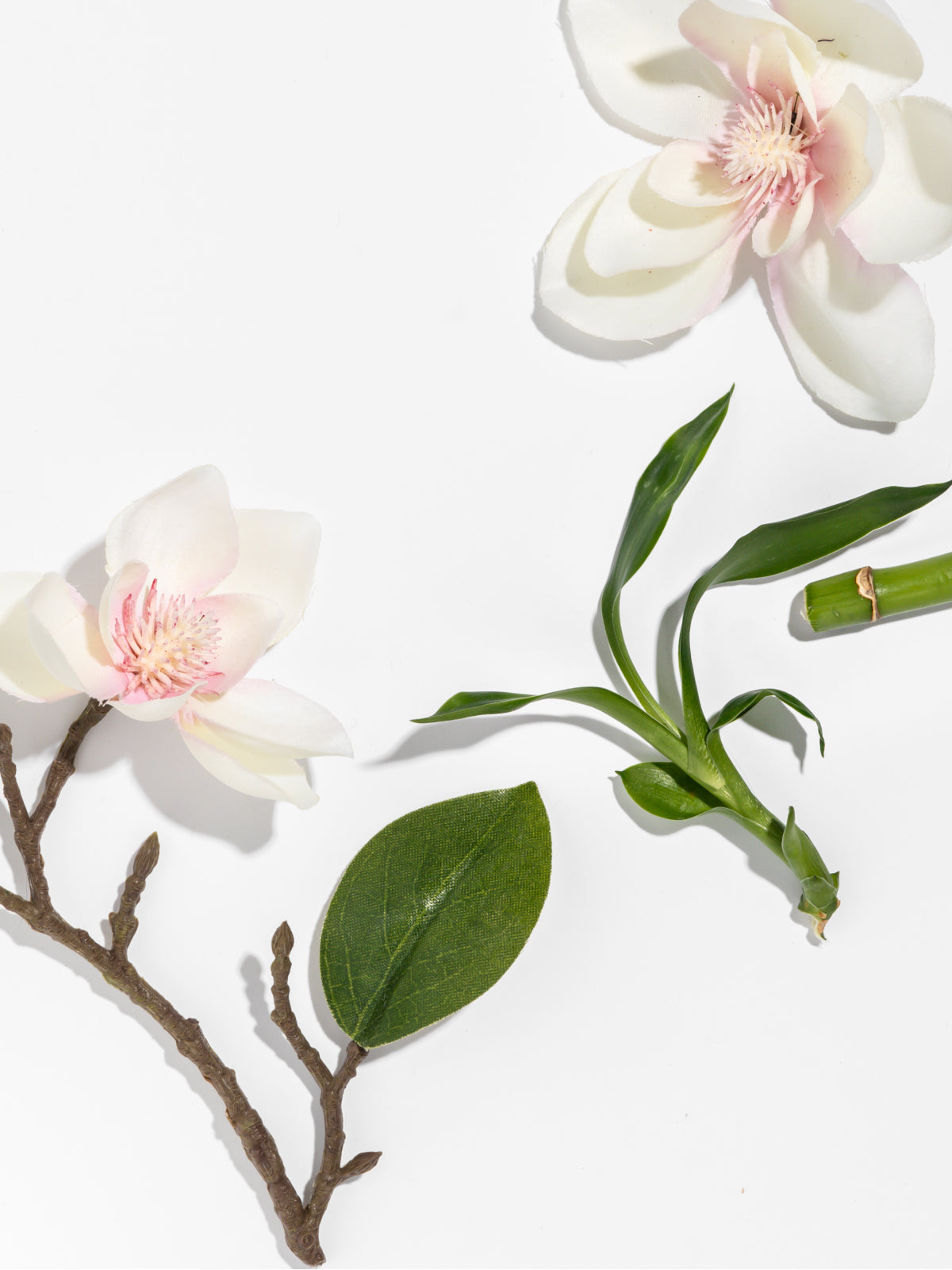 Star Magnolia - Make Your Home More Inviting