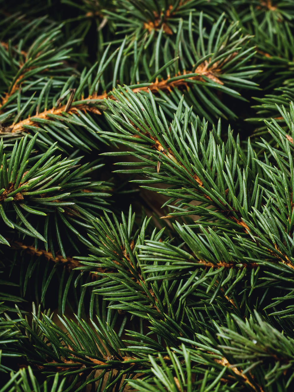 Swiss Pine & Eucalyptus - Better Scents Better Spaces