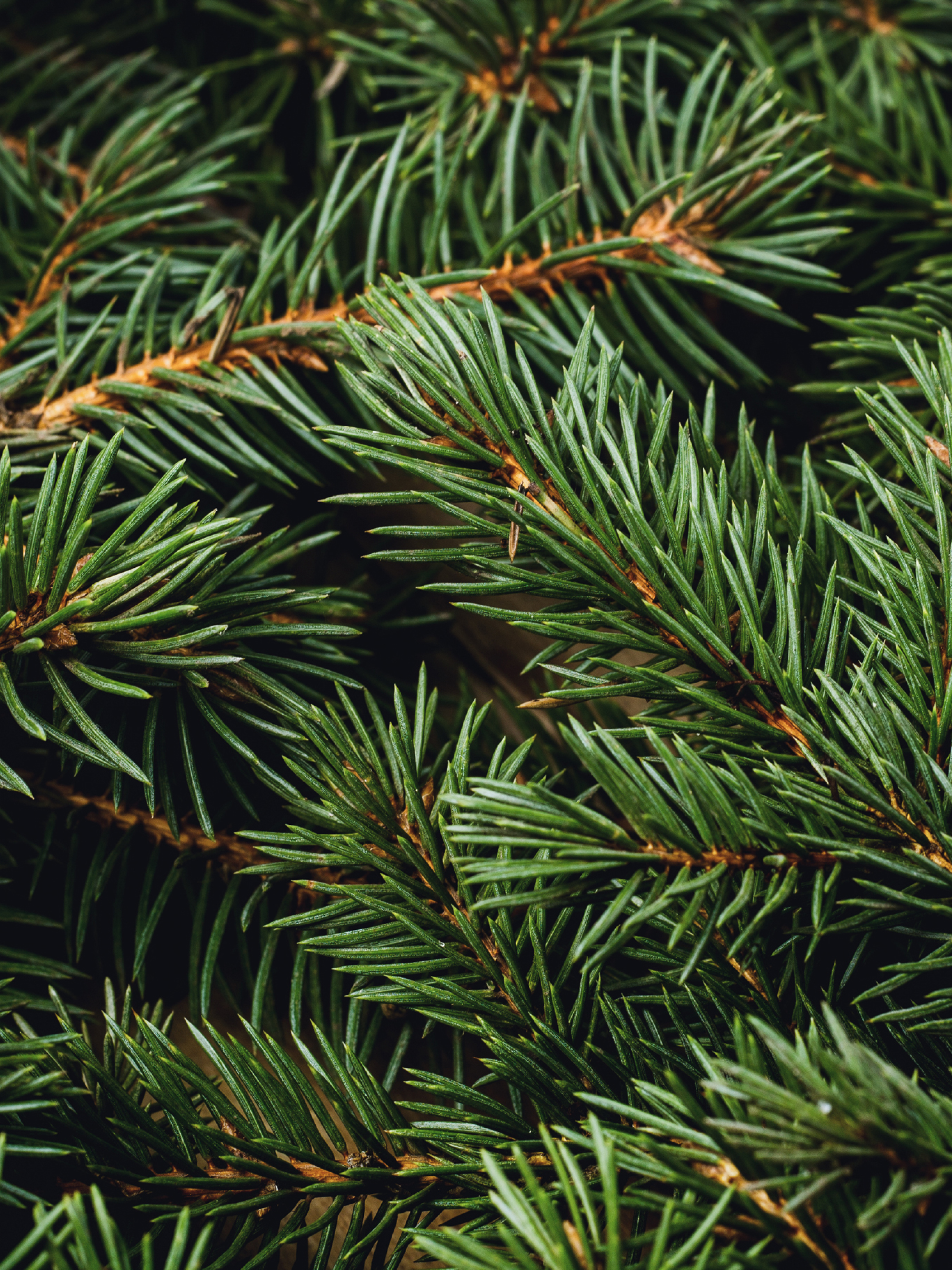 Swiss Pine & Eucalyptus - Better Scents Better Spaces