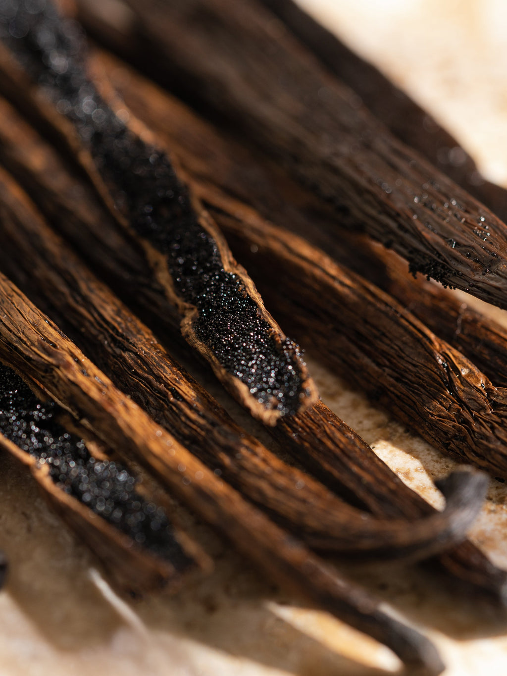 Havana Vanilla - Scent That Welcomes You In