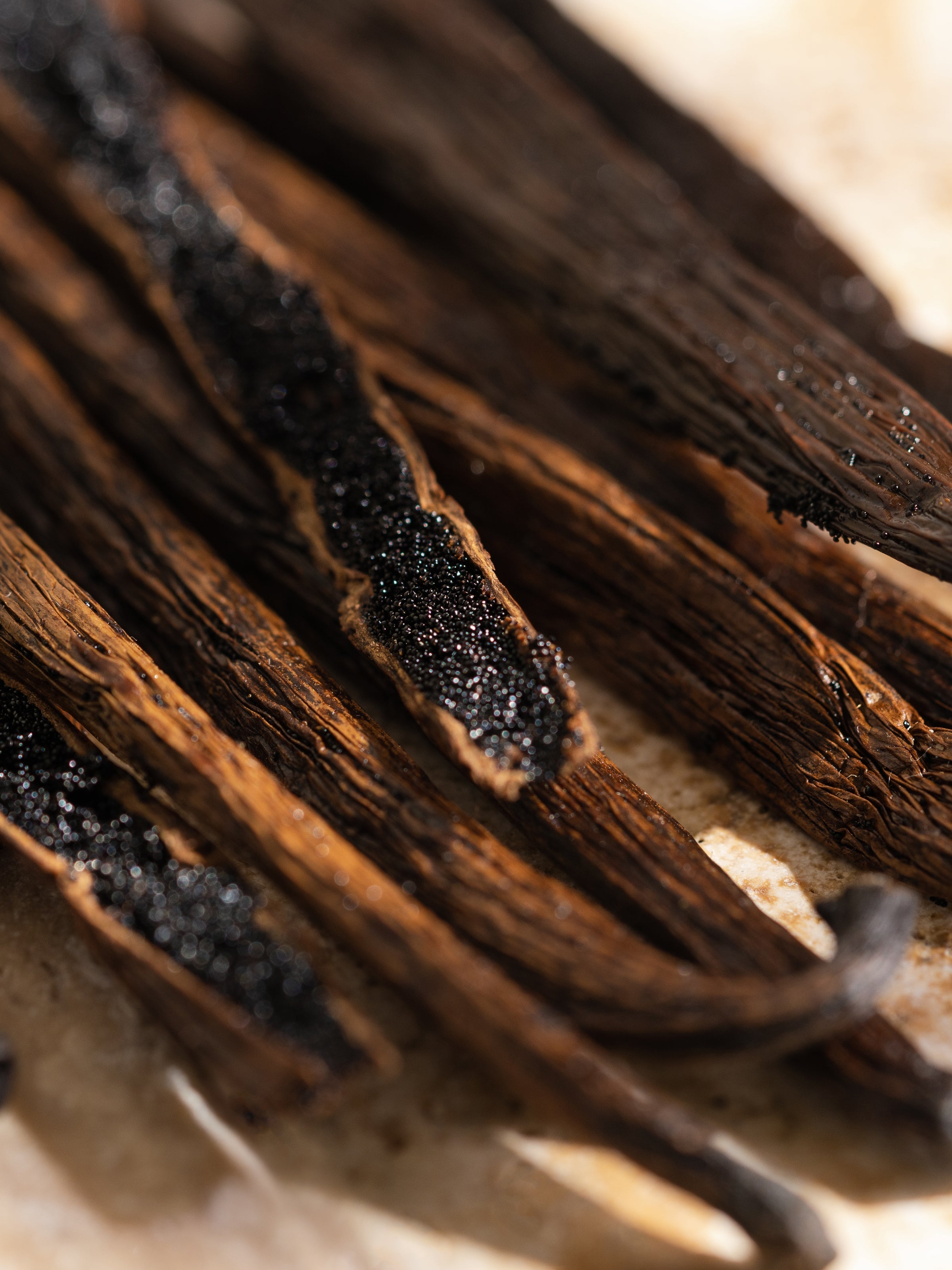 Havana Vanilla - Scent That Welcomes You In