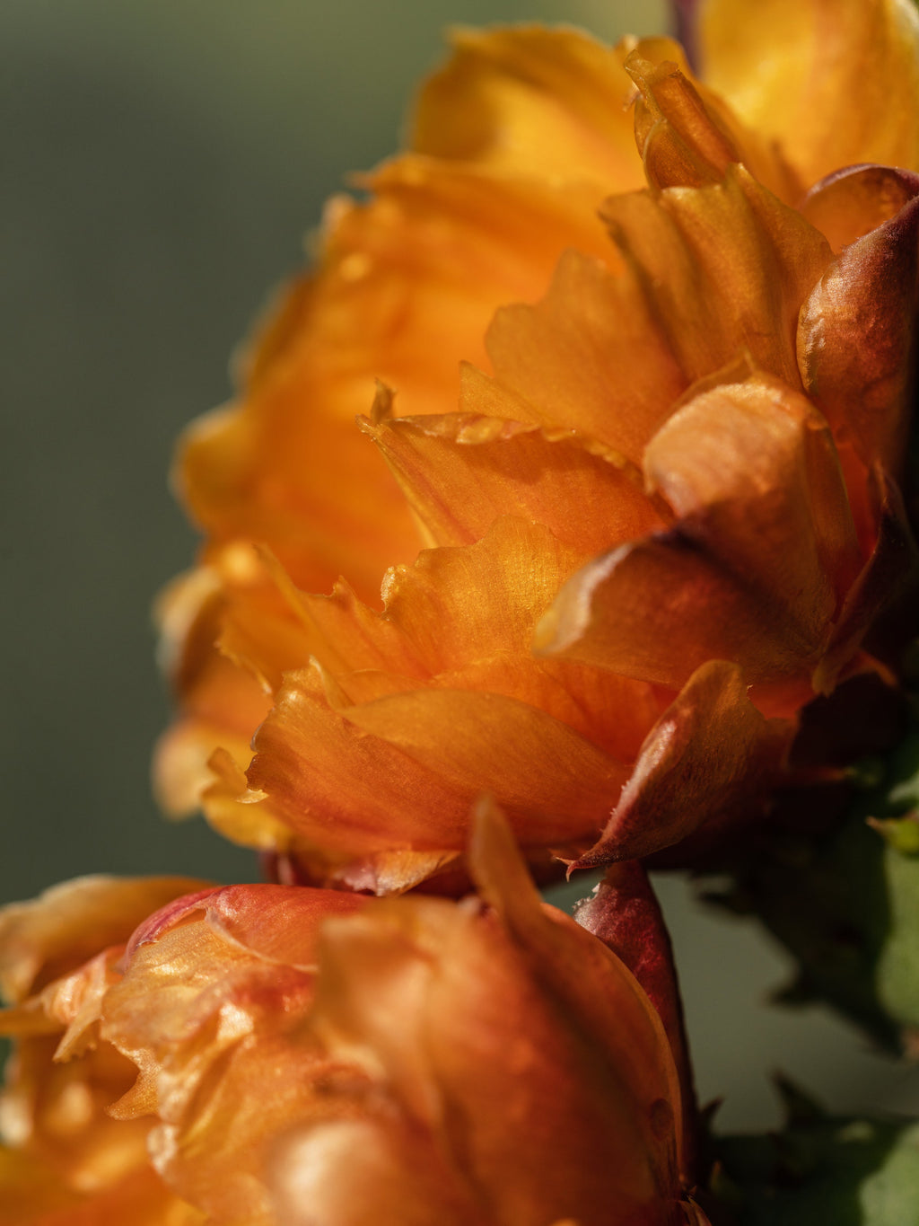 Cactus Flower - Simple Scent Big Difference