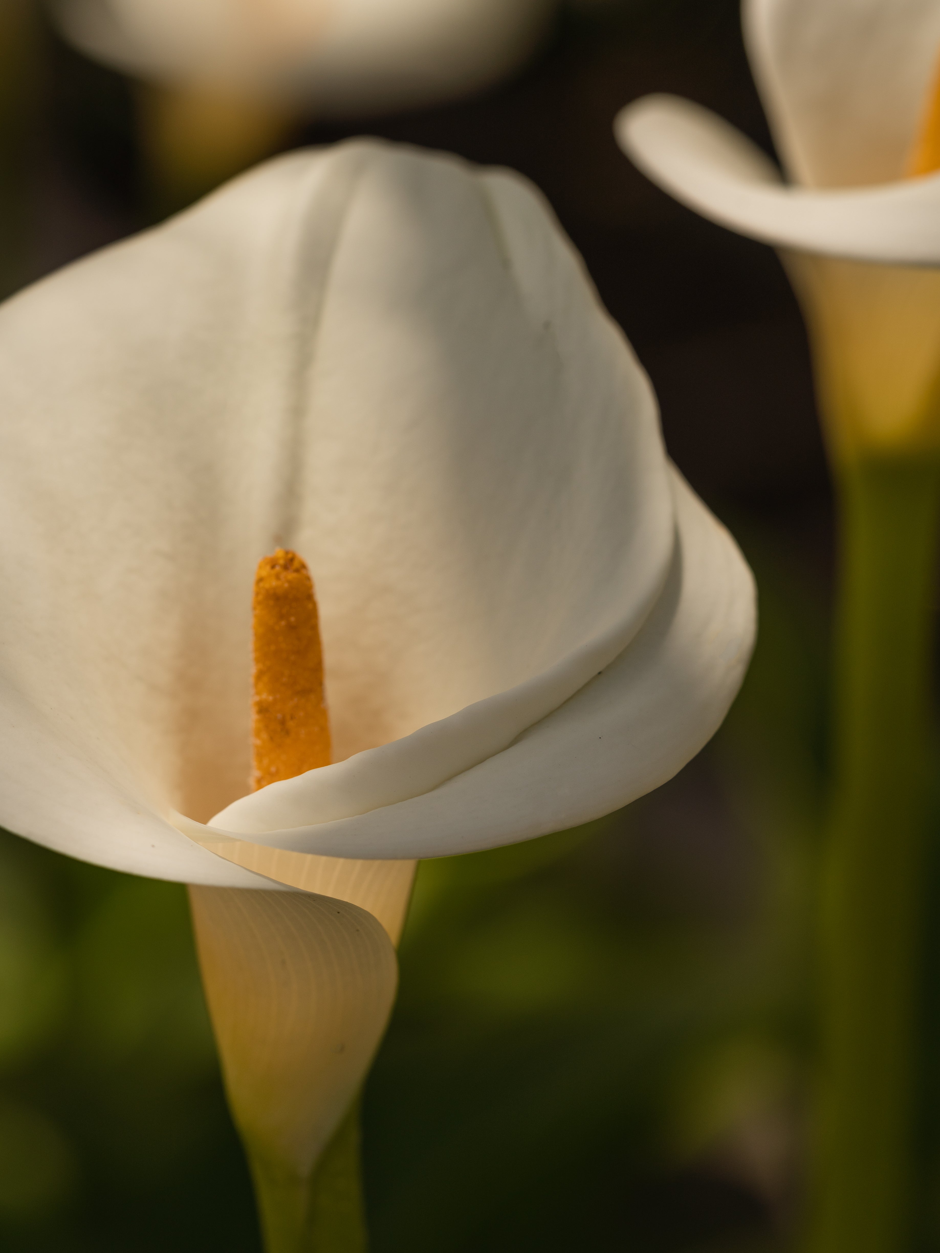 White Flower No. 42 - Fragrance That Fits the Room