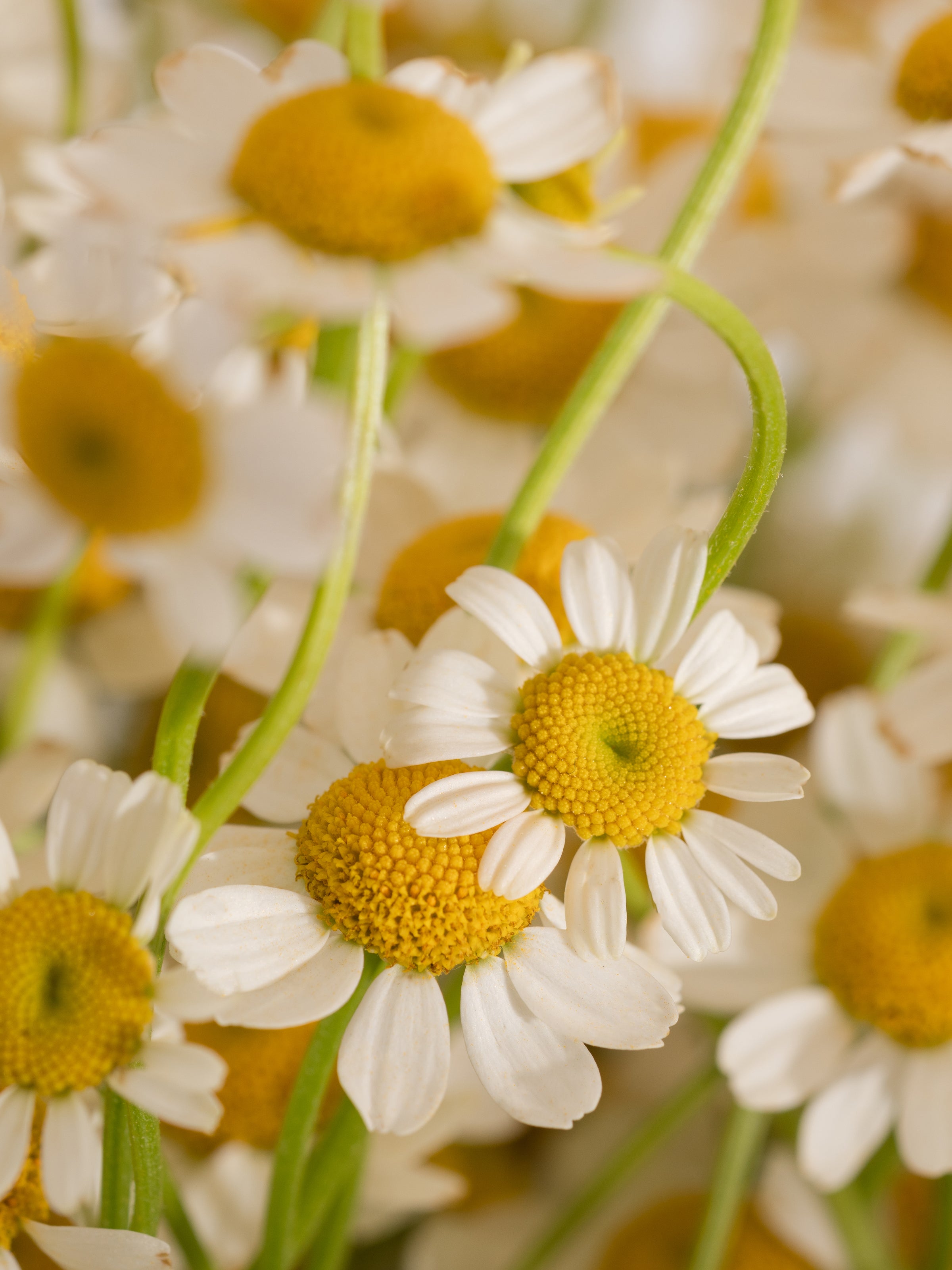 Driftwood & Chamomile - Better Scent for Better Days