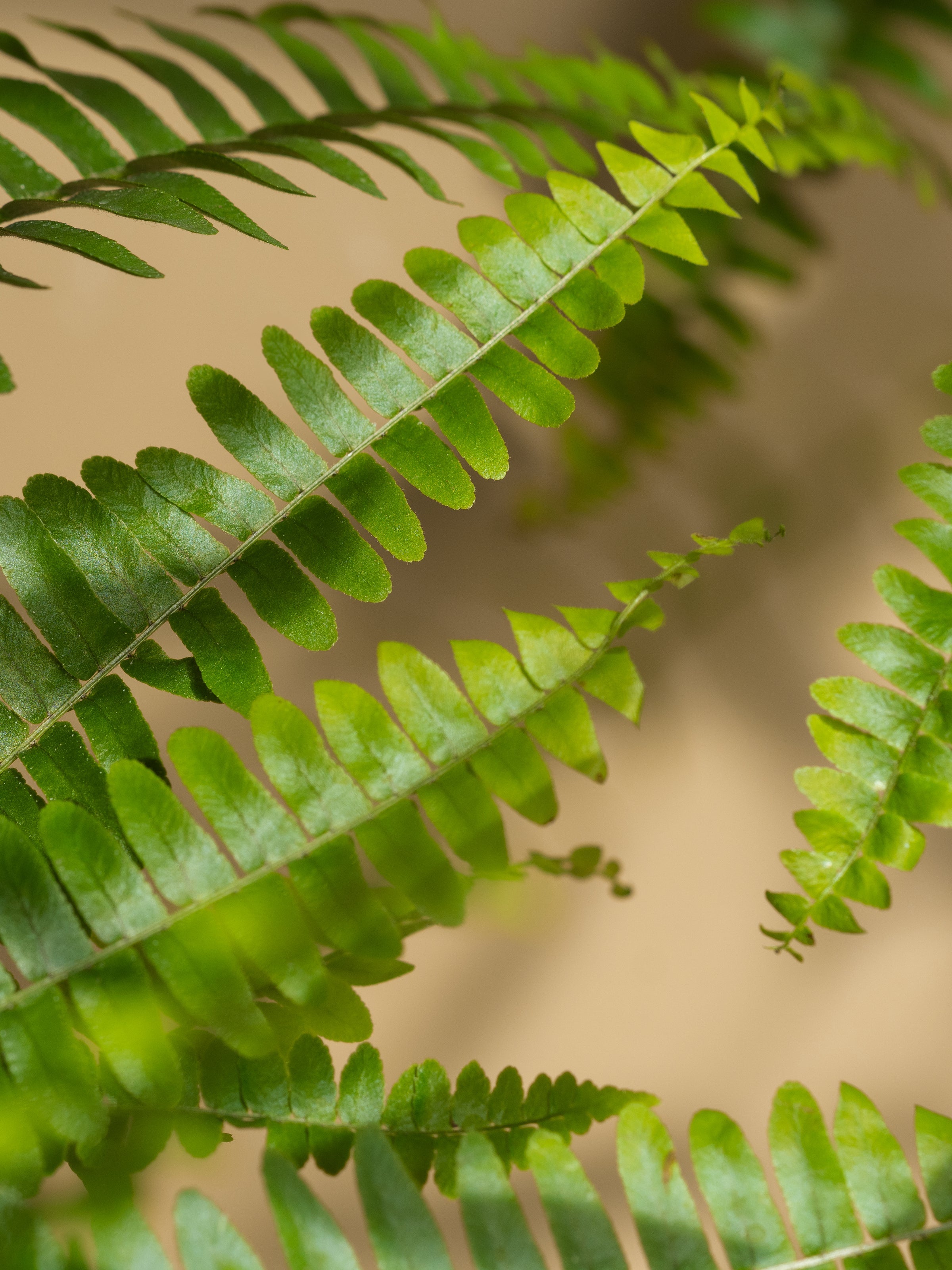 Fern Moss - Fresh Scents for Fresh Starts