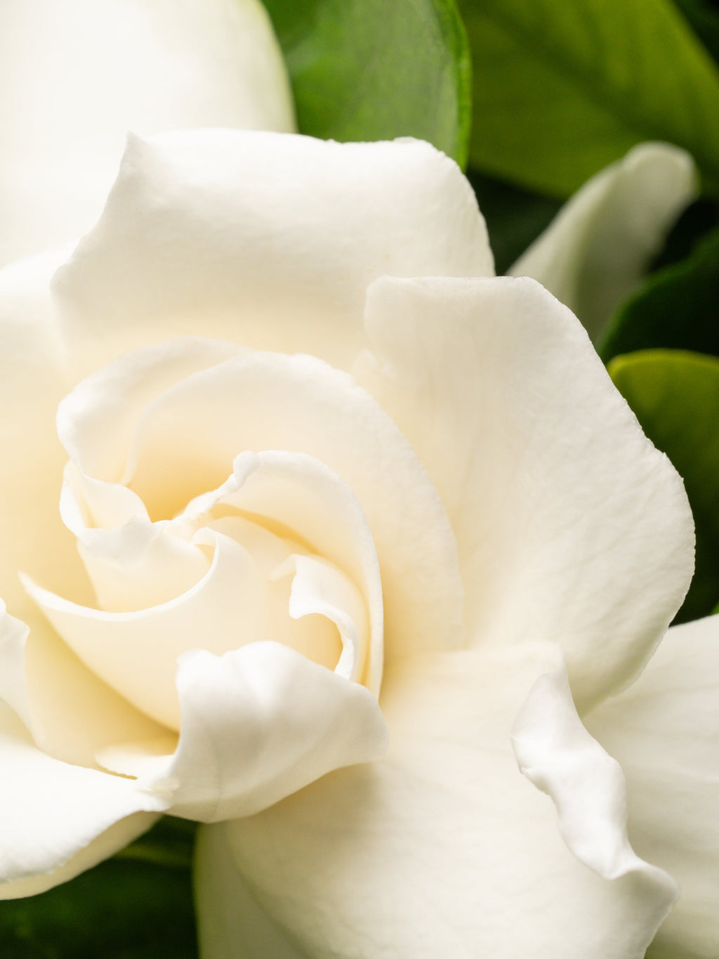 Night Gardenia - Smart Scent for Every Room