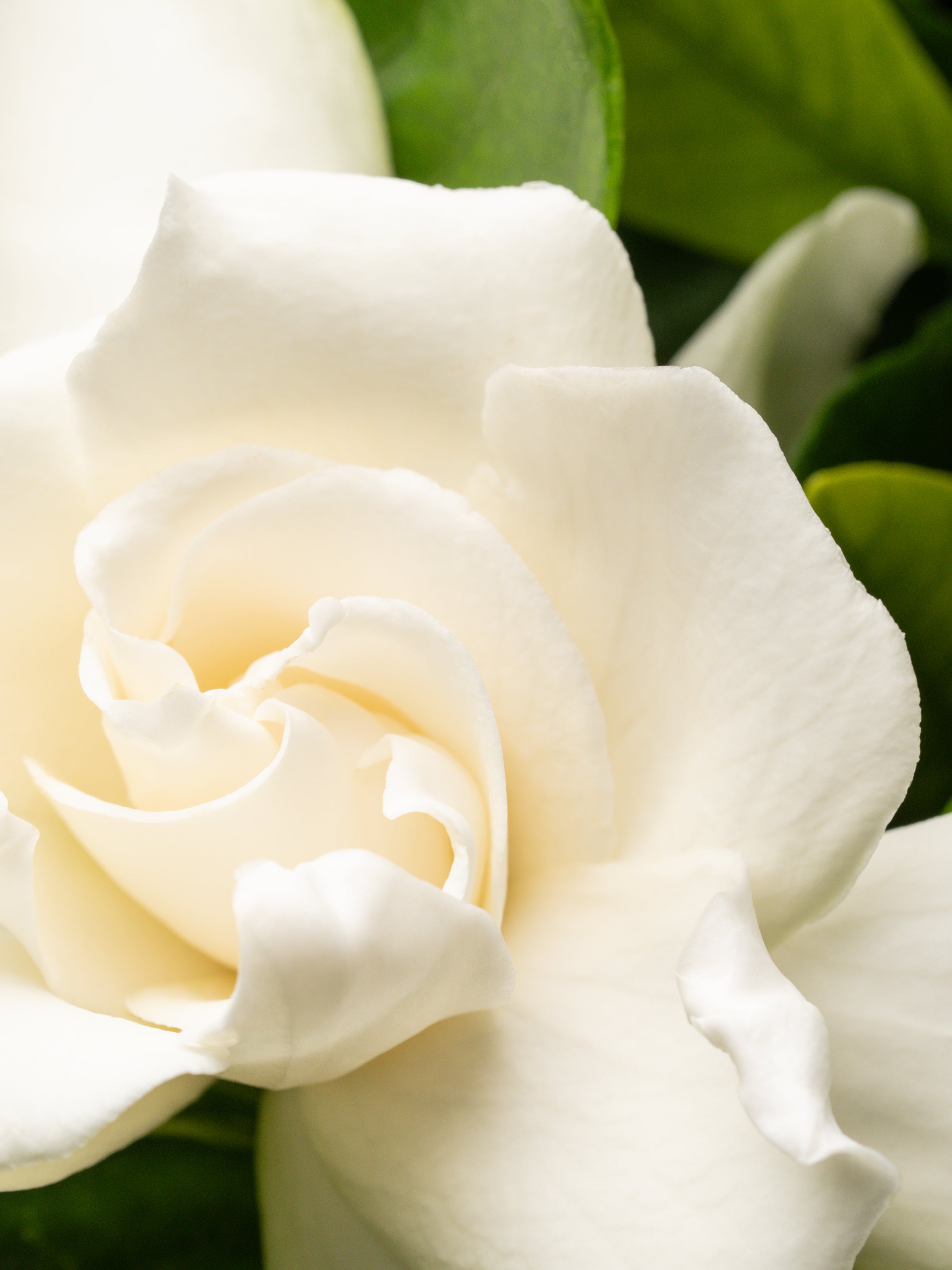 Night Gardenia - Smart Scent for Every Room