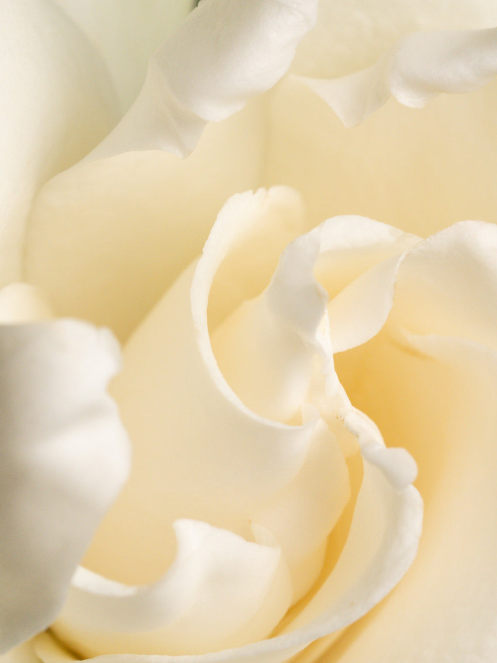 Fresh Cut Gardenia - Turn Ordinary Rooms Into Fresh Spaces