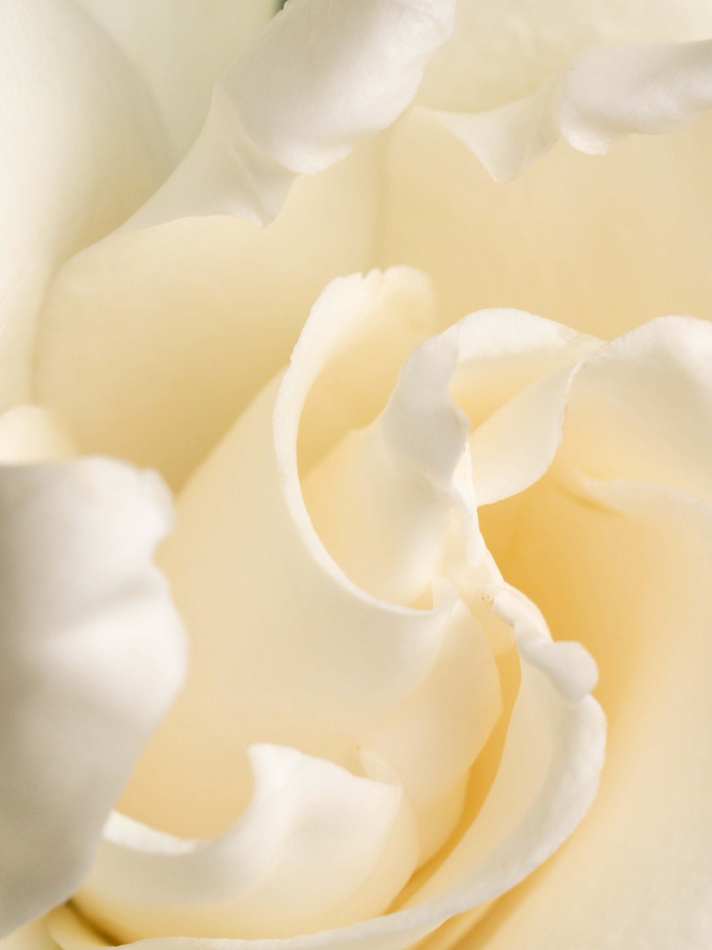 Fresh Cut Gardenia - Turn Ordinary Rooms Into Fresh Spaces
