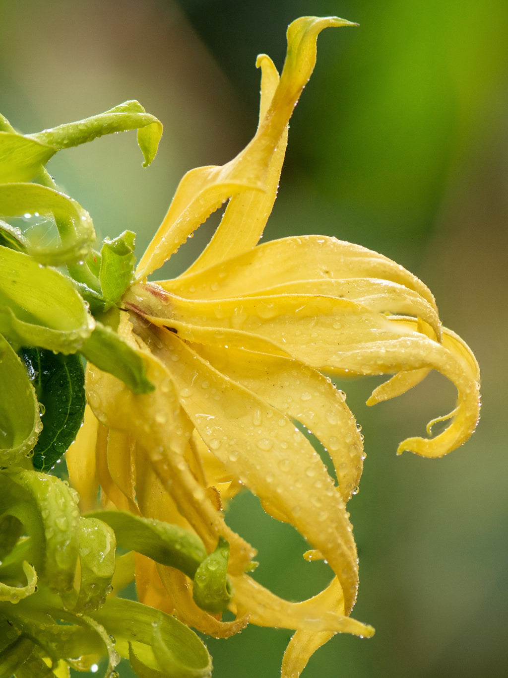 Nigeria: Hope for Tomorrow - Scented Moments Start Here