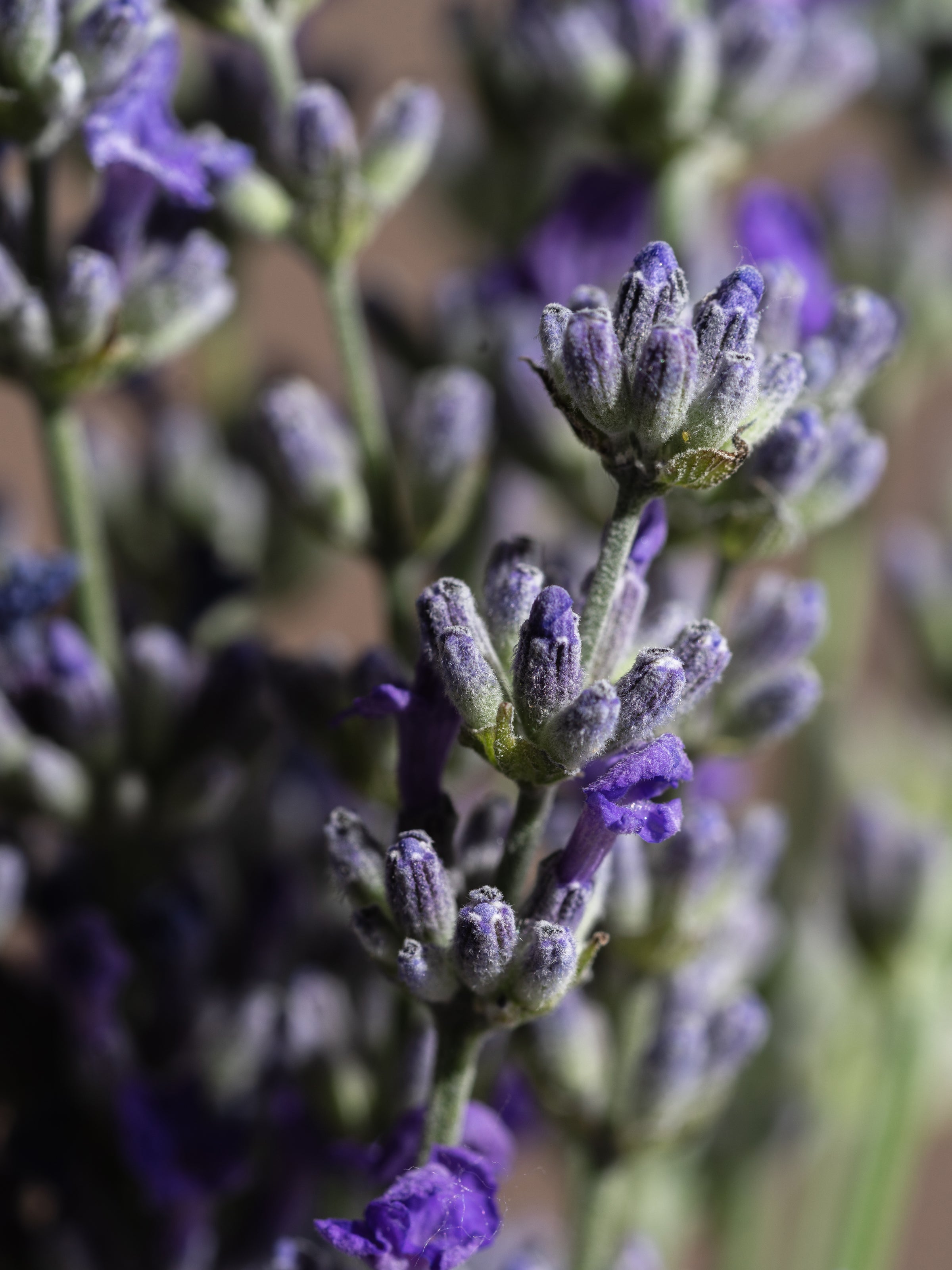 Cedar Leaf & Lavender - Smart Fragrance Made Simple