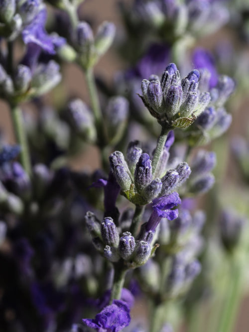Cedar Leaf & Lavender - Smart Fragrance Made Simple