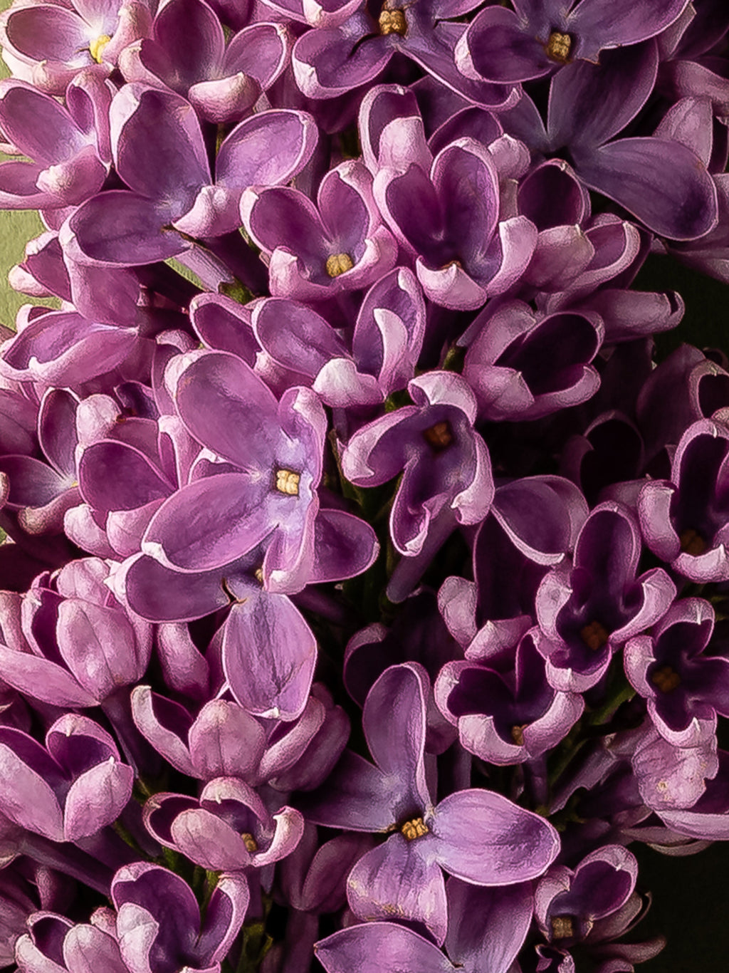 French Lilac - Home Fragrance at Your Fingertips