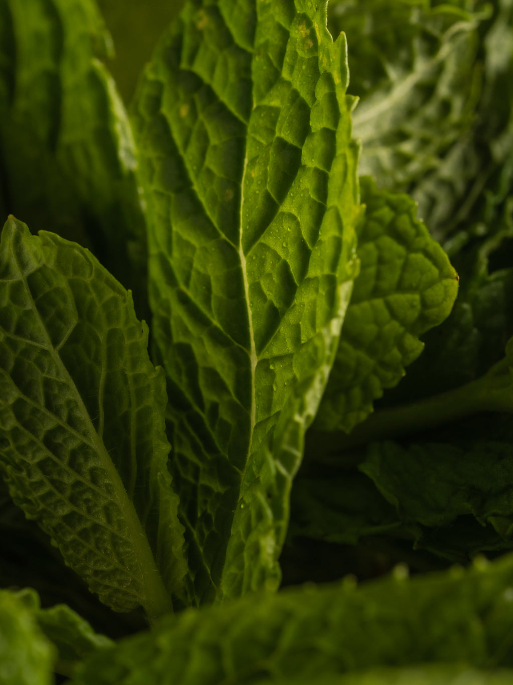 Mint Leaves - Bring Fresh Scent to Life