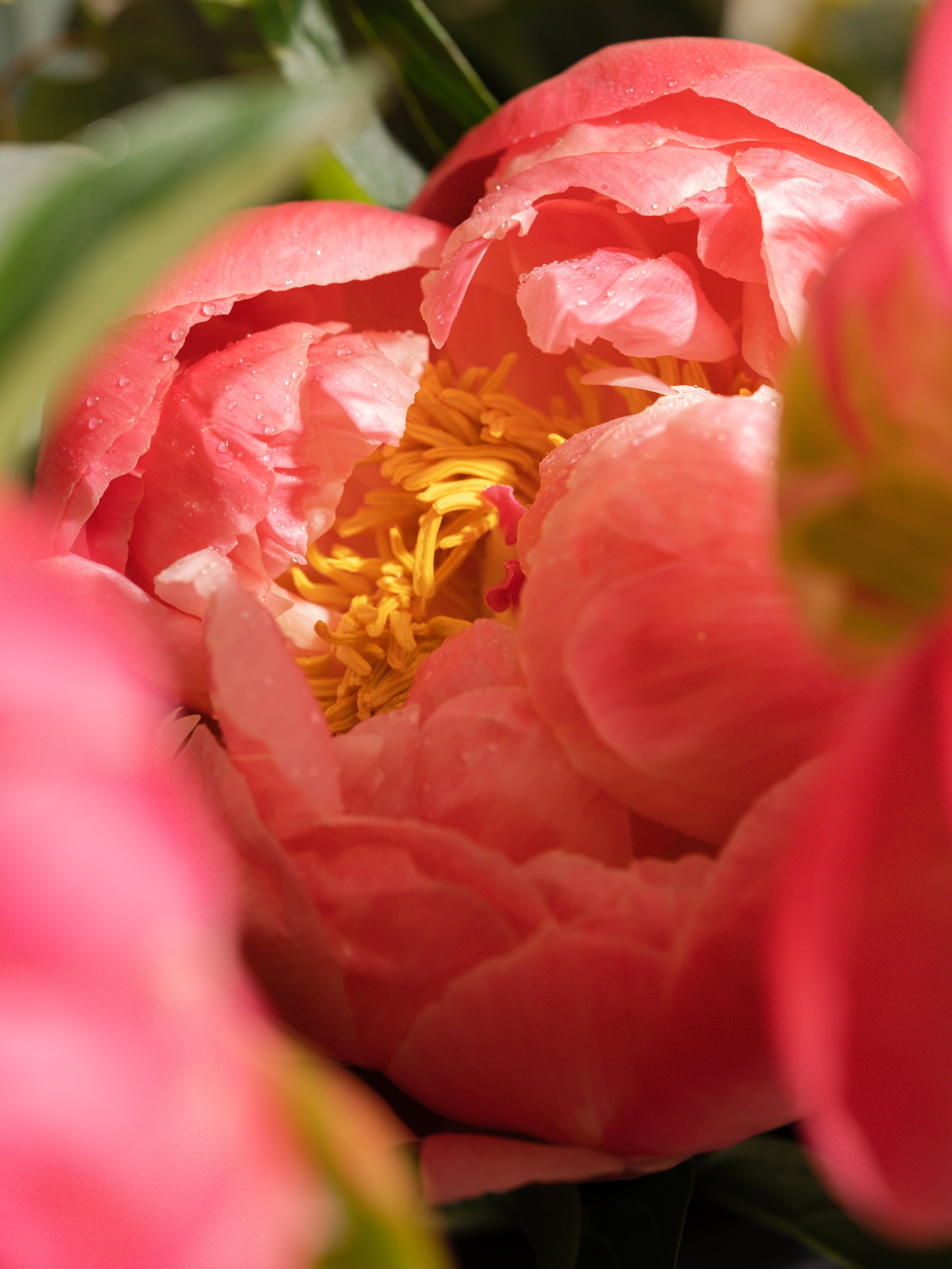 Peony Blush - Home Scents You Will Love