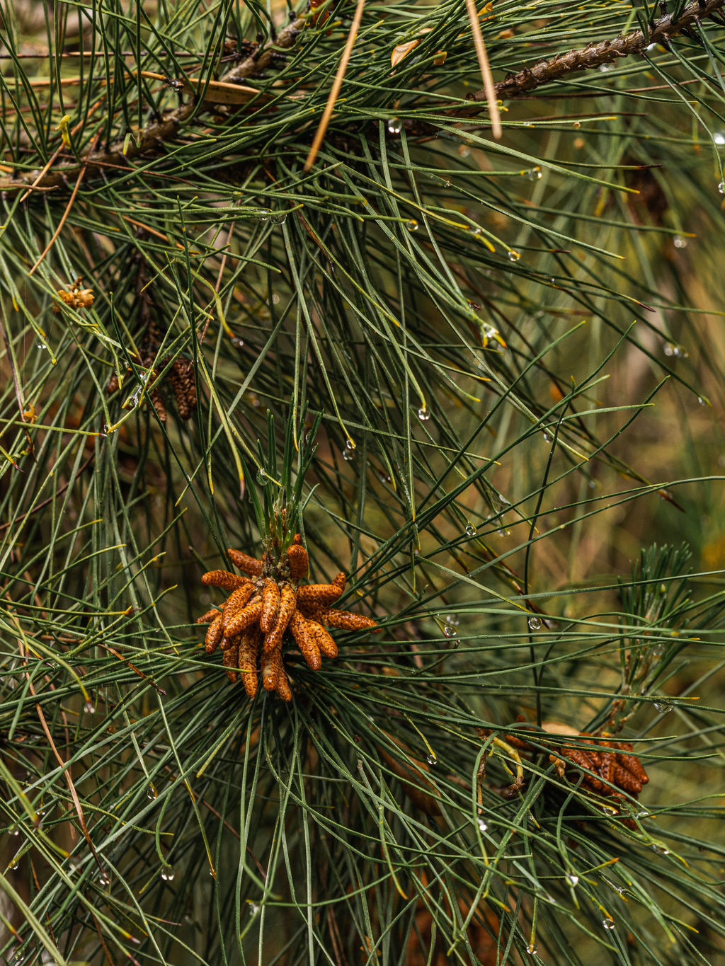 Crystal Pine - Fresh Fragrance for Every Routine