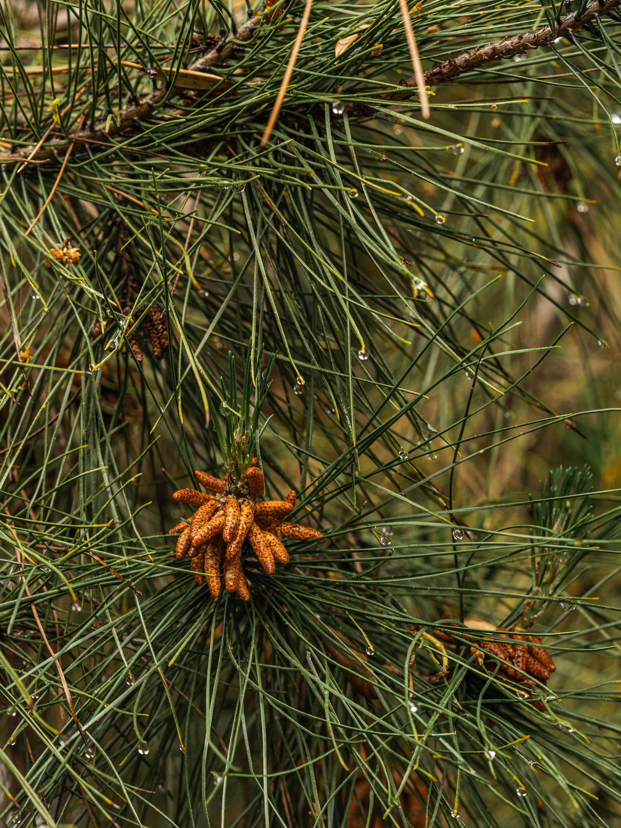 Crystal Pine - Fresh Fragrance for Every Routine