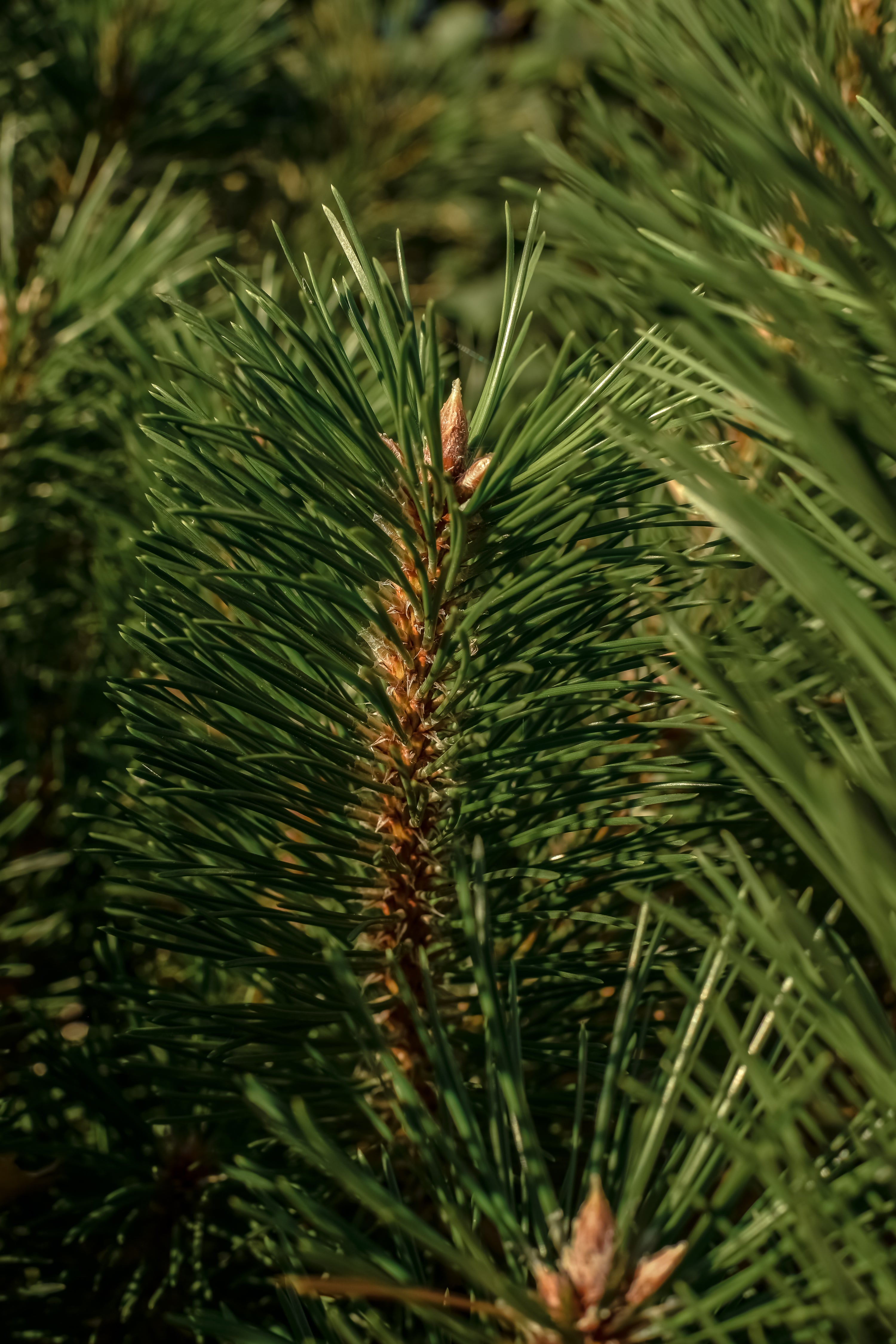 The Smell of Tree - Refresh the Room You Love