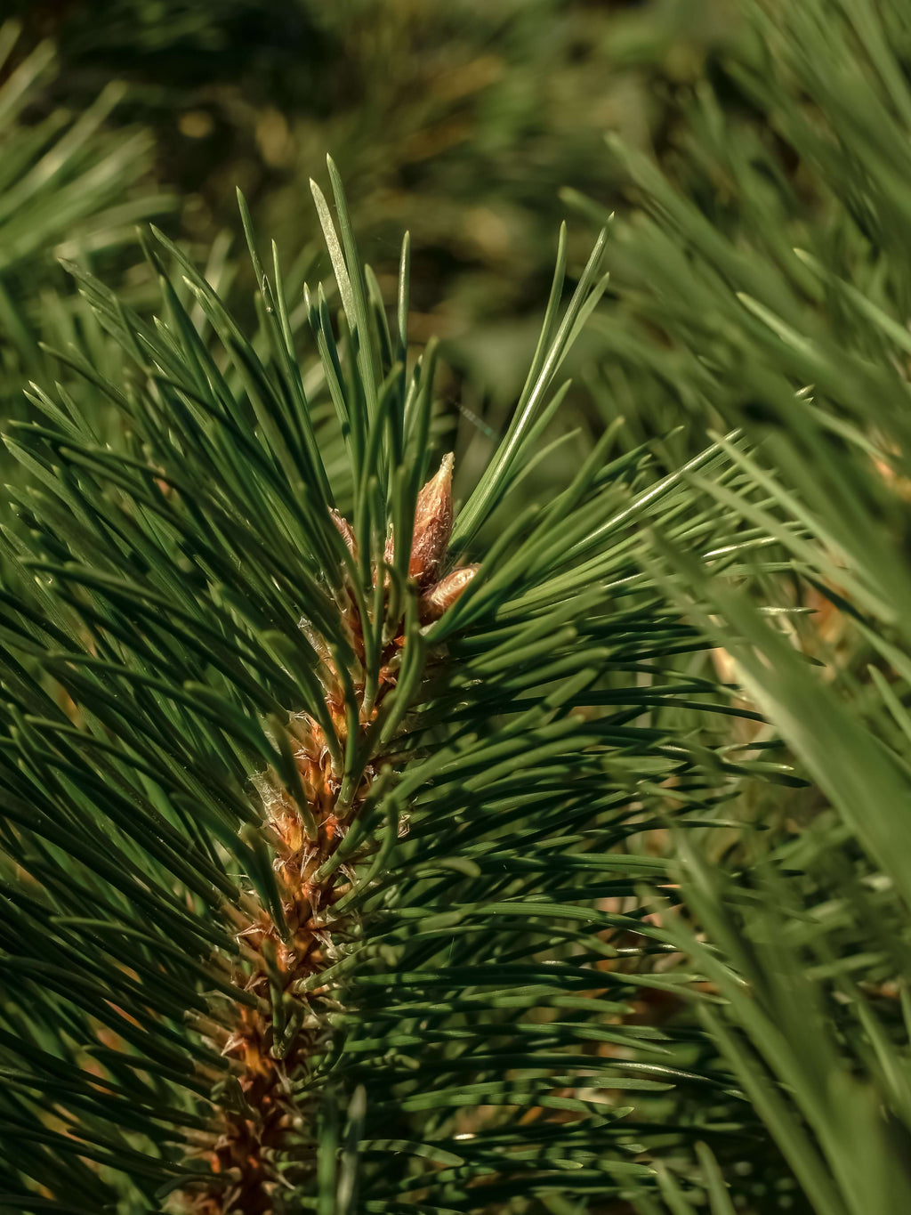 Frasier Fir - Your Space Your Signature Scent