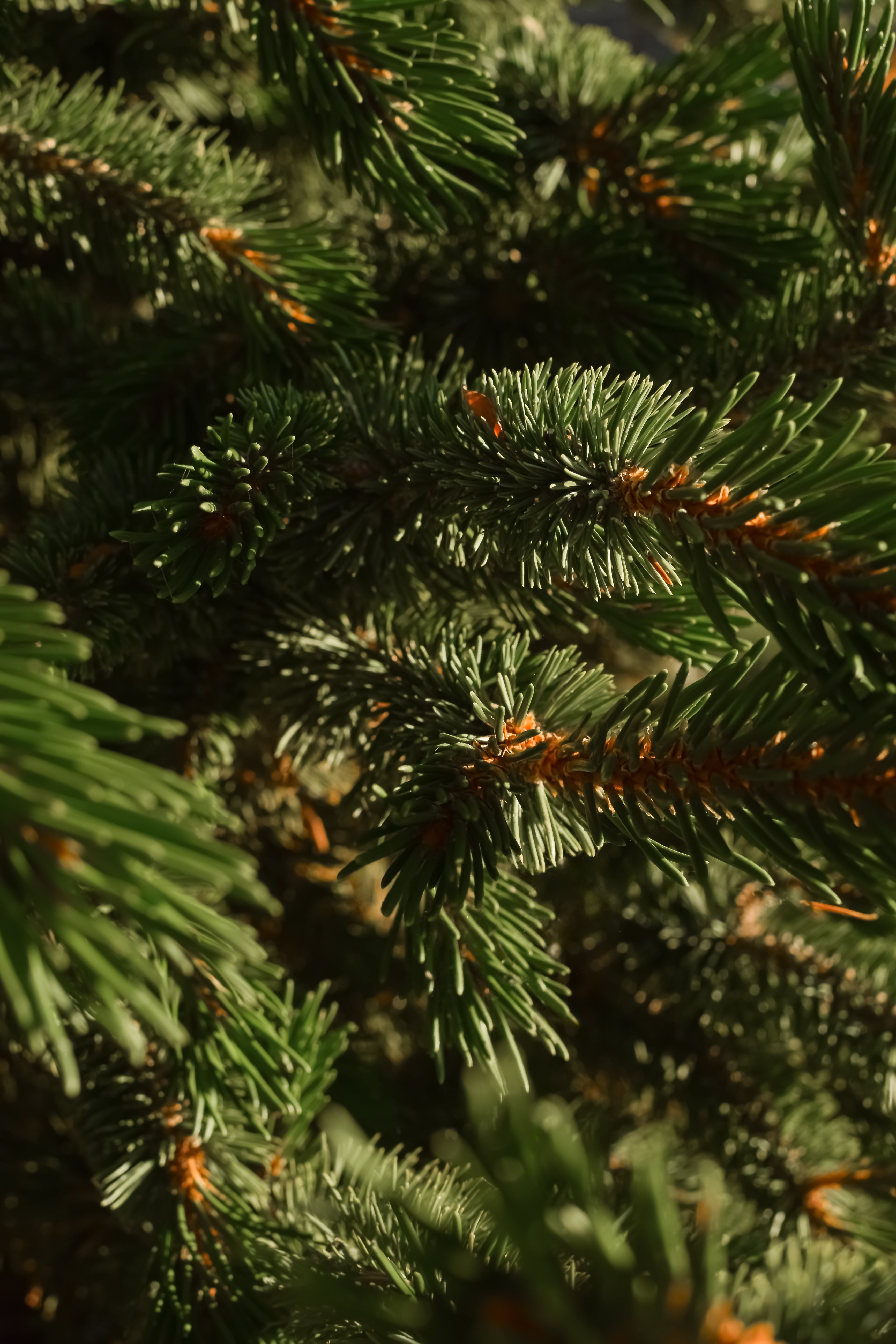 Fallen Fir - Freshen Up Without the Flame