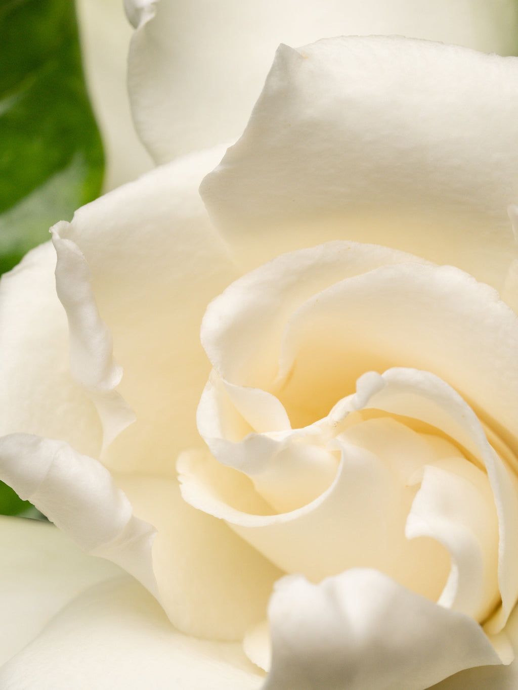 Night Gardenia - Make Your Space More Memorable