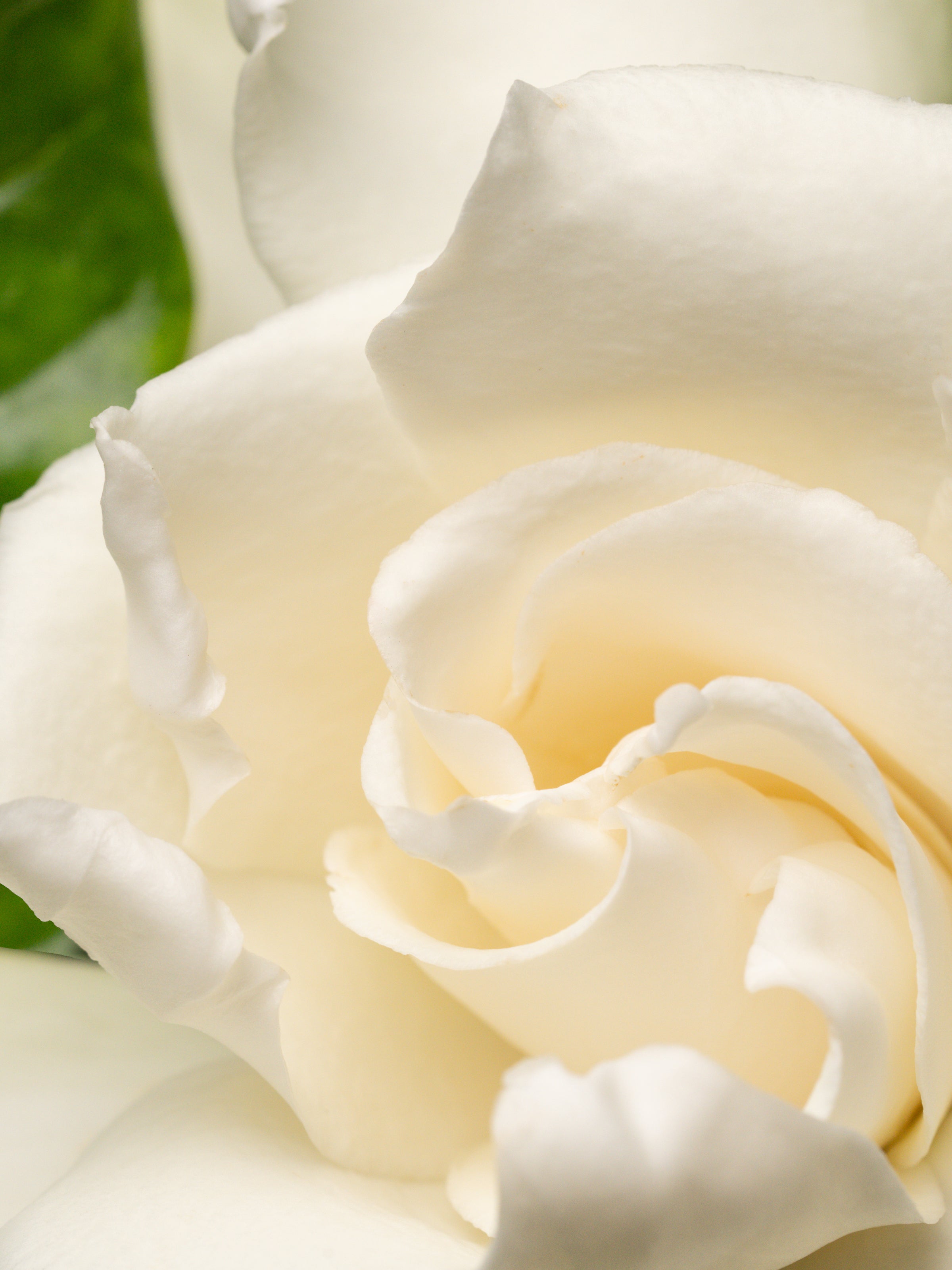 Night Gardenia - Make Your Space More Memorable