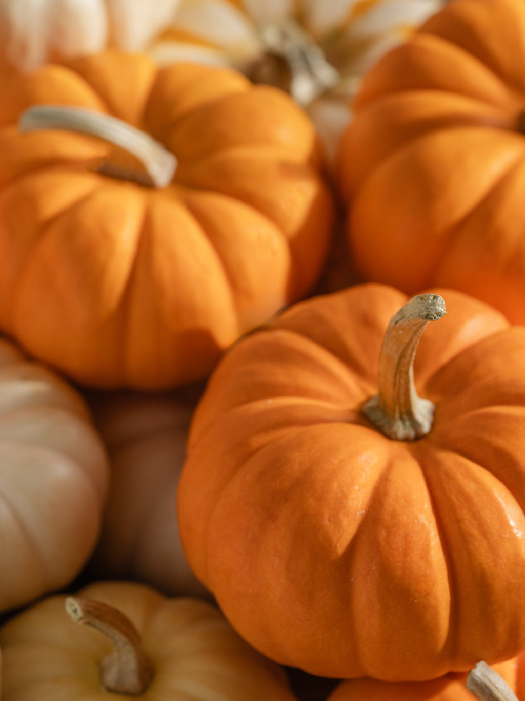 Pumpkin Picking - Turn Up the Home Freshness