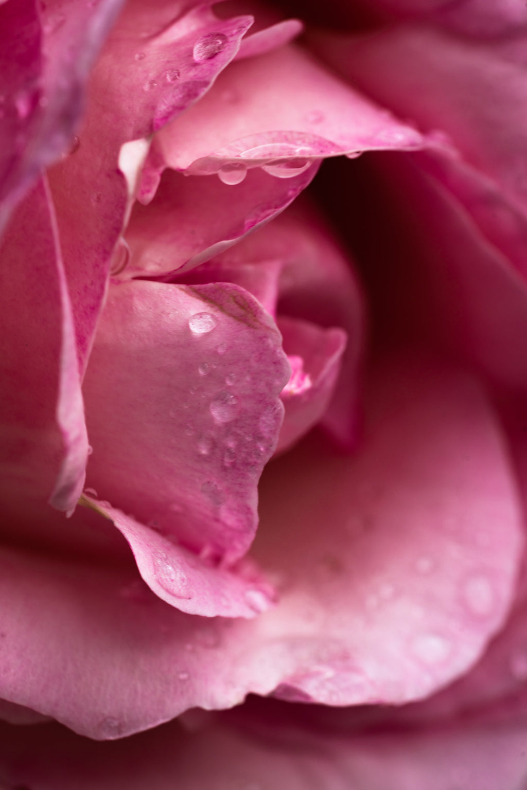 Rose Noir & Oud - Home Scent With Style
