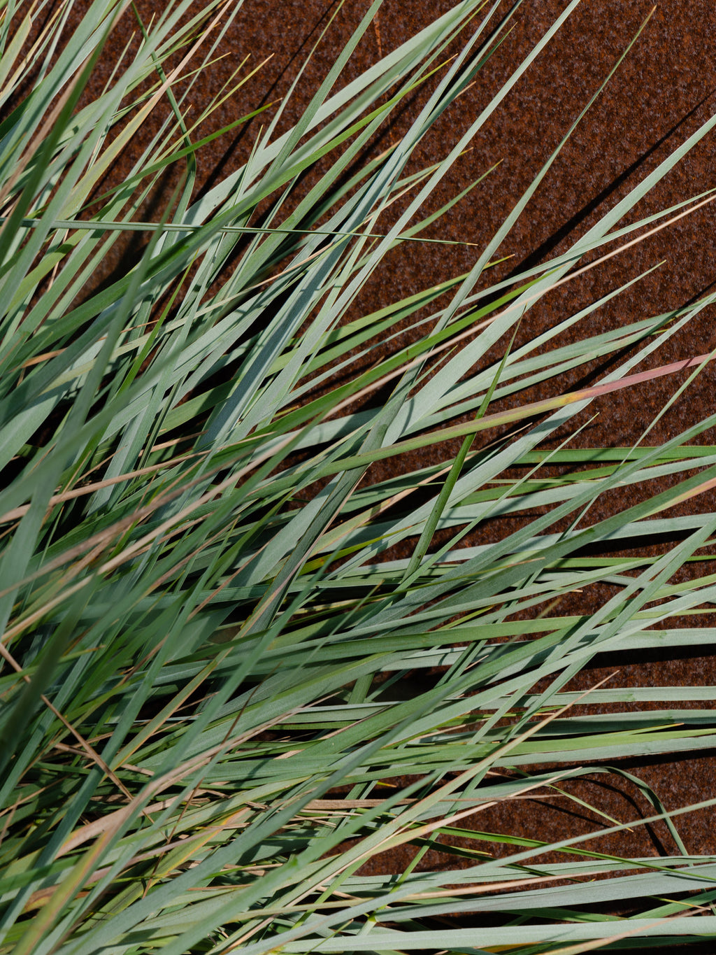 White Vetiver - Freshen the Way You Live