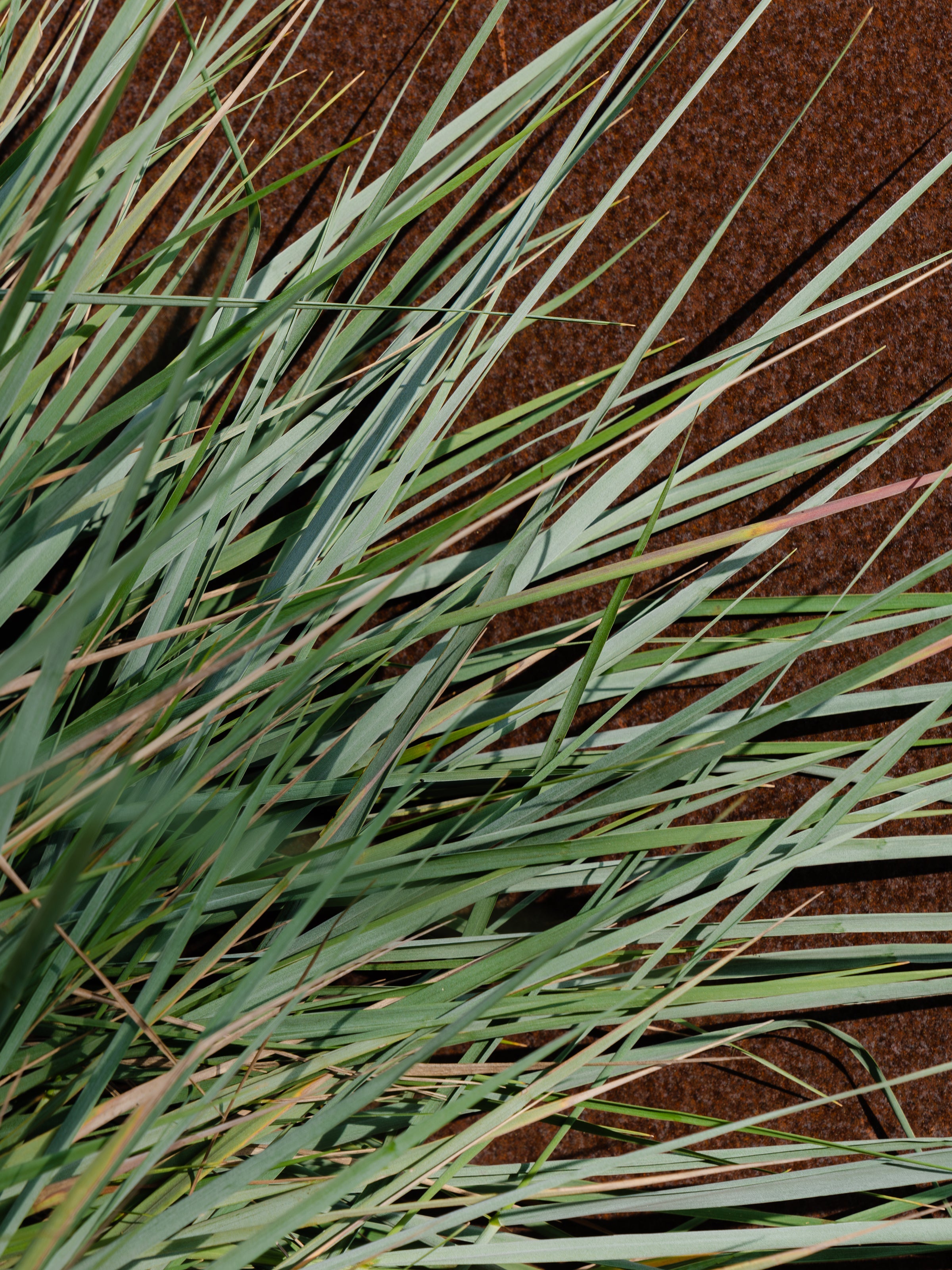 White Vetiver - Freshen the Way You Live