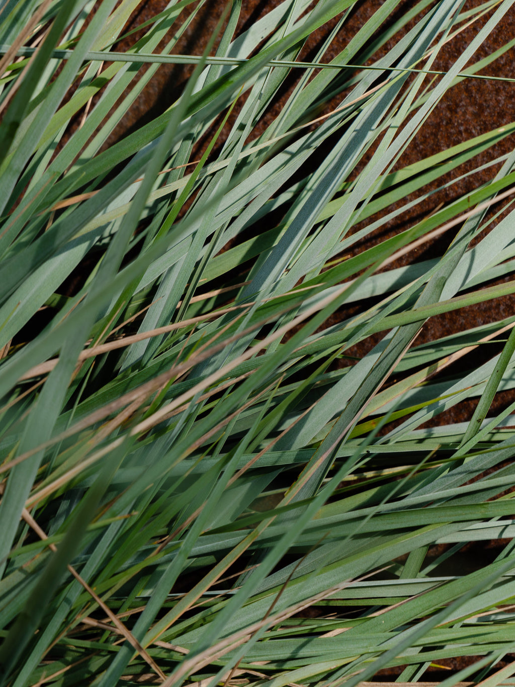 White Vetiver - Choose Freshness Every Day