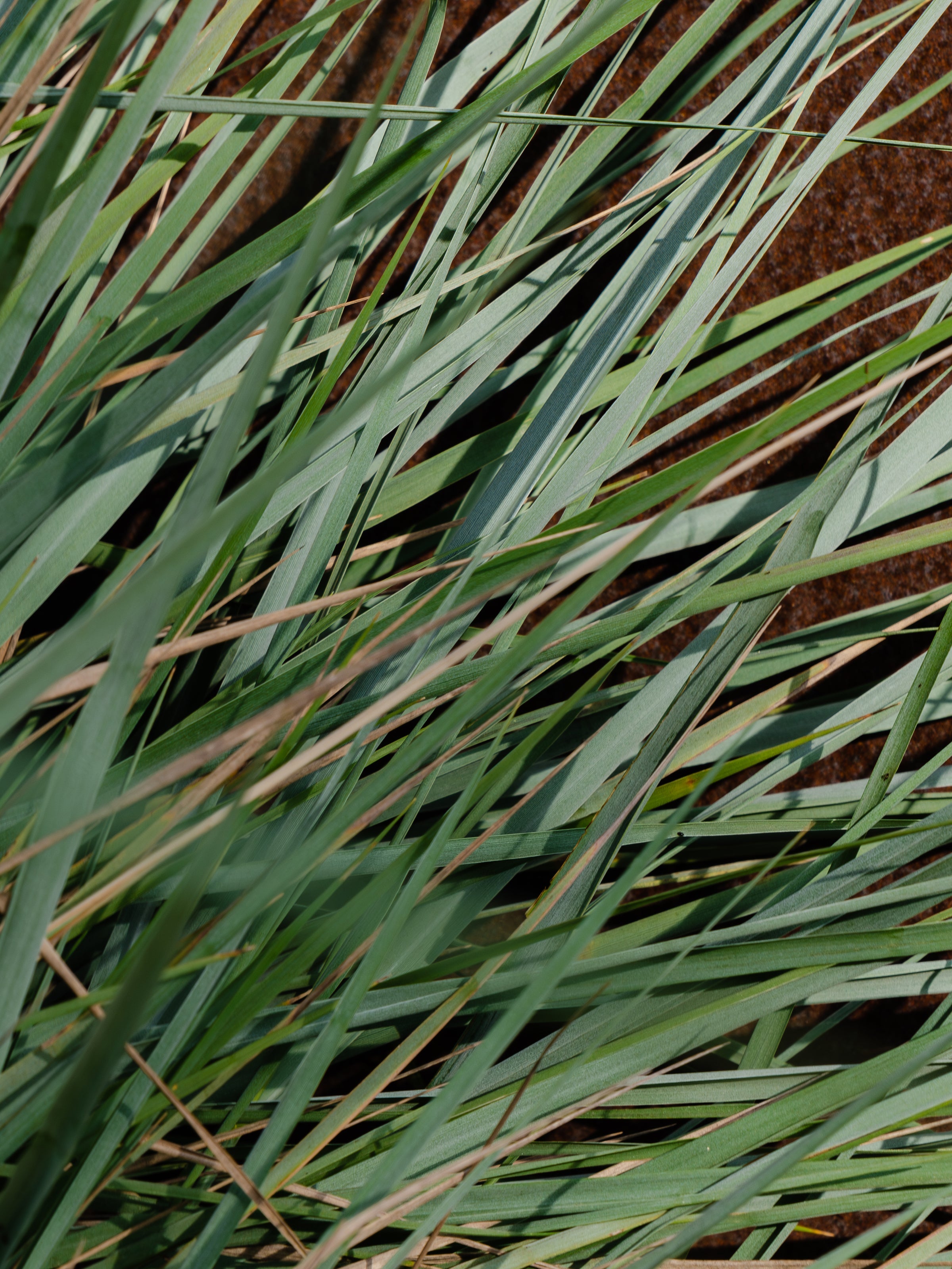 White Vetiver - Choose Freshness Every Day