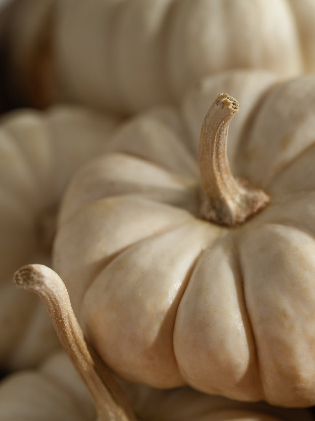White Birch & Pumpkin - Your Daily Home Refresh